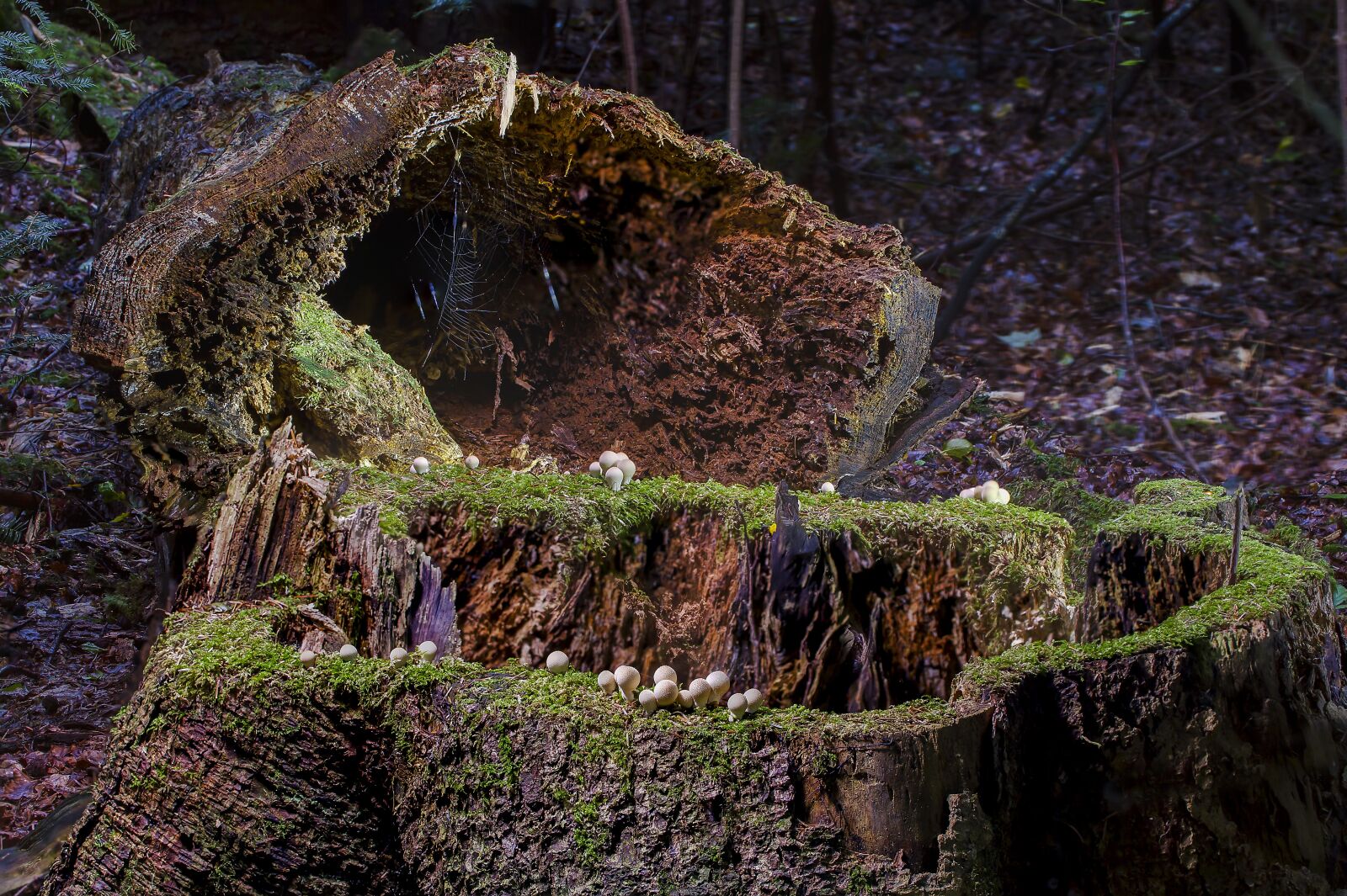 Tamron SP AF 60mm F2 Di II LD IF Macro sample photo. Modern, log, tree trunk photography
