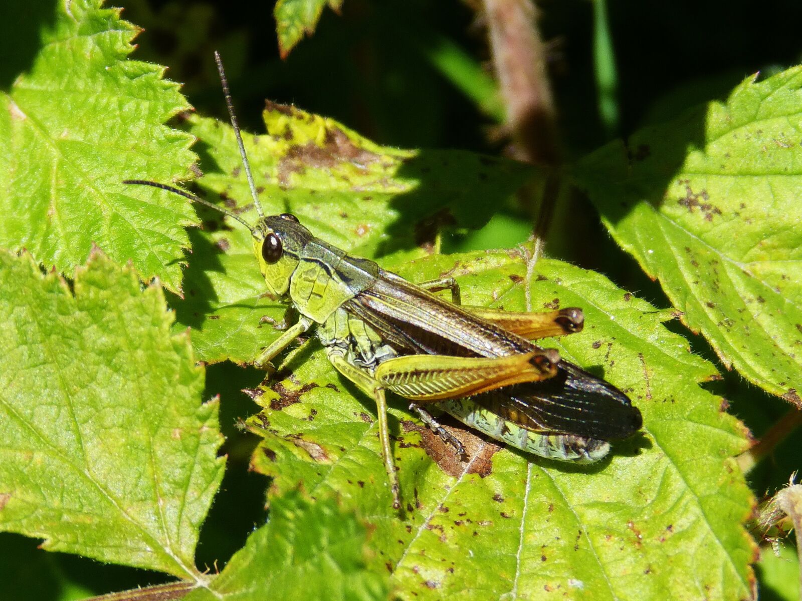 Panasonic DMC-FZ62 sample photo. Grasshopper, green, leaf photography