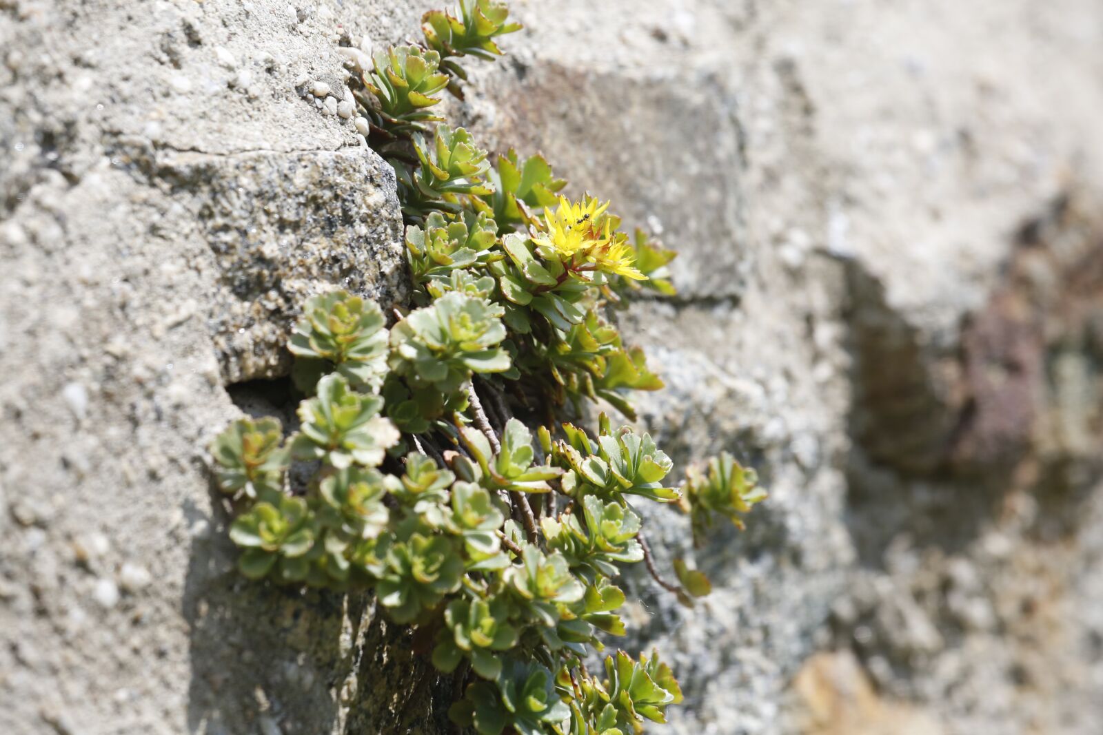 Canon EF 100-400mm F4.5-5.6L IS USM sample photo. Flowers, spring, summer photography