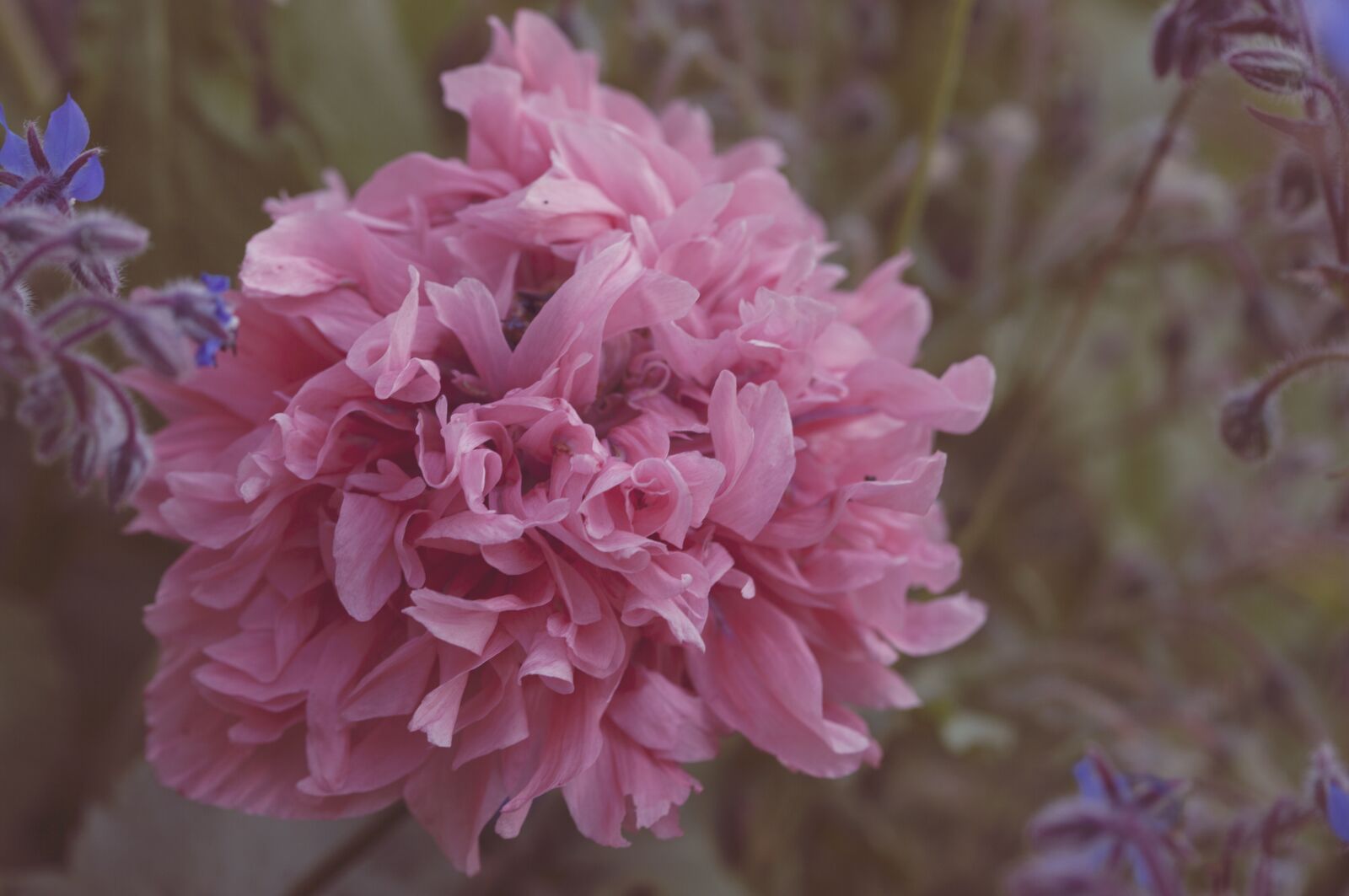 Canon EOS 5D Mark II sample photo. Poppy, peony, flower photography