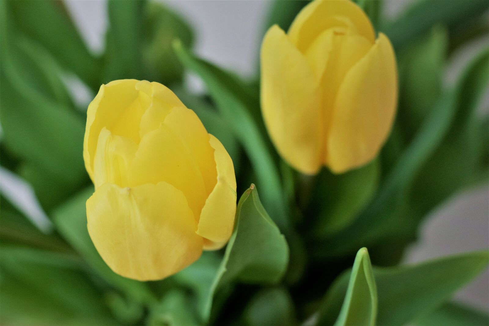 Canon EOS M6 sample photo. Flowers, spring, tulips photography