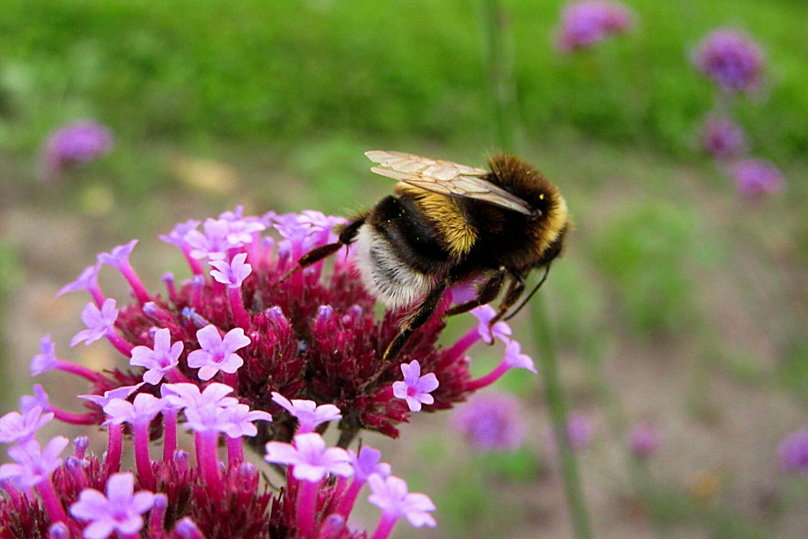 Canon PowerShot SX610 HS sample photo. Bumblebee, bug, pollen photography