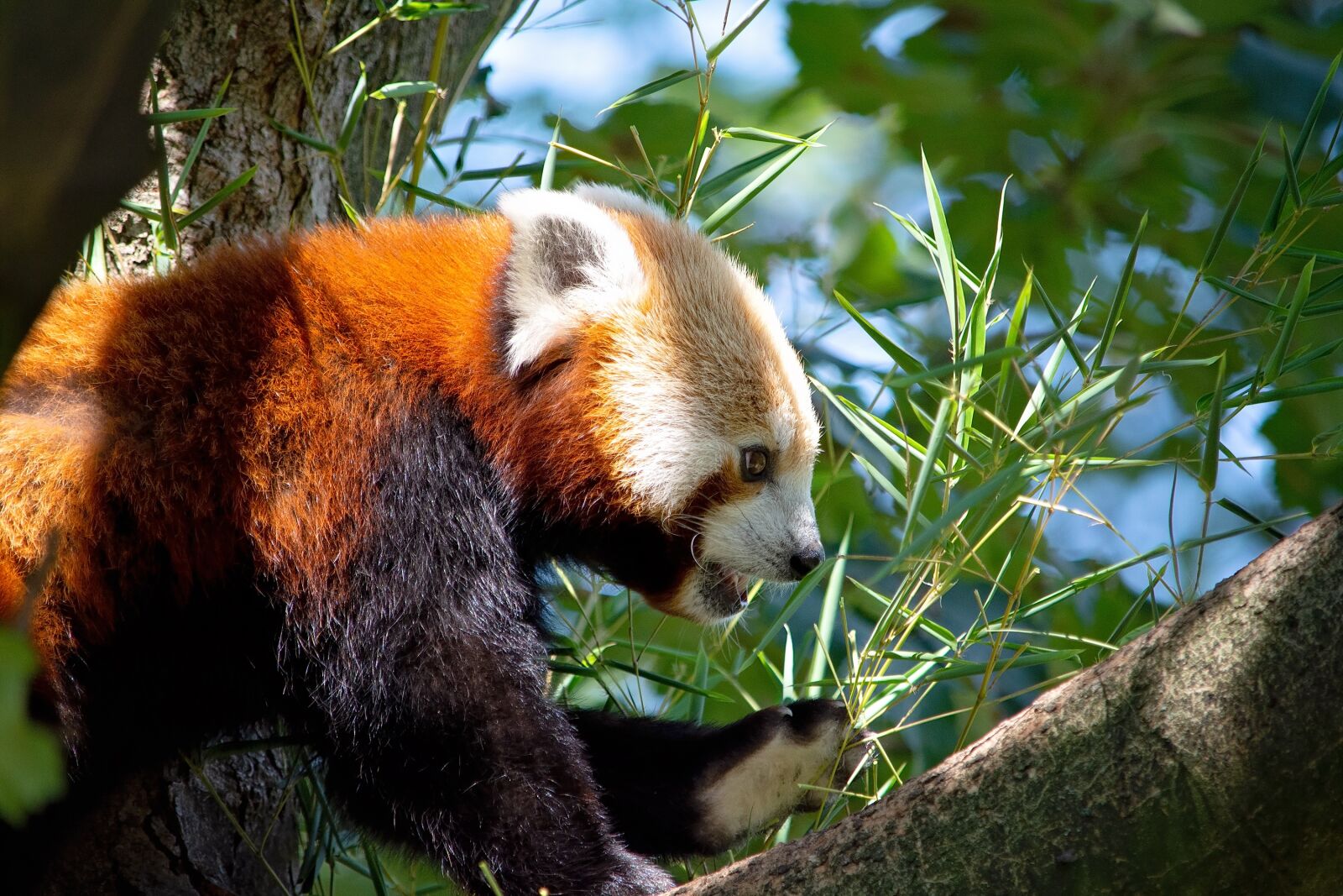 Nikon D7100 sample photo. Red panda, panda, bear photography