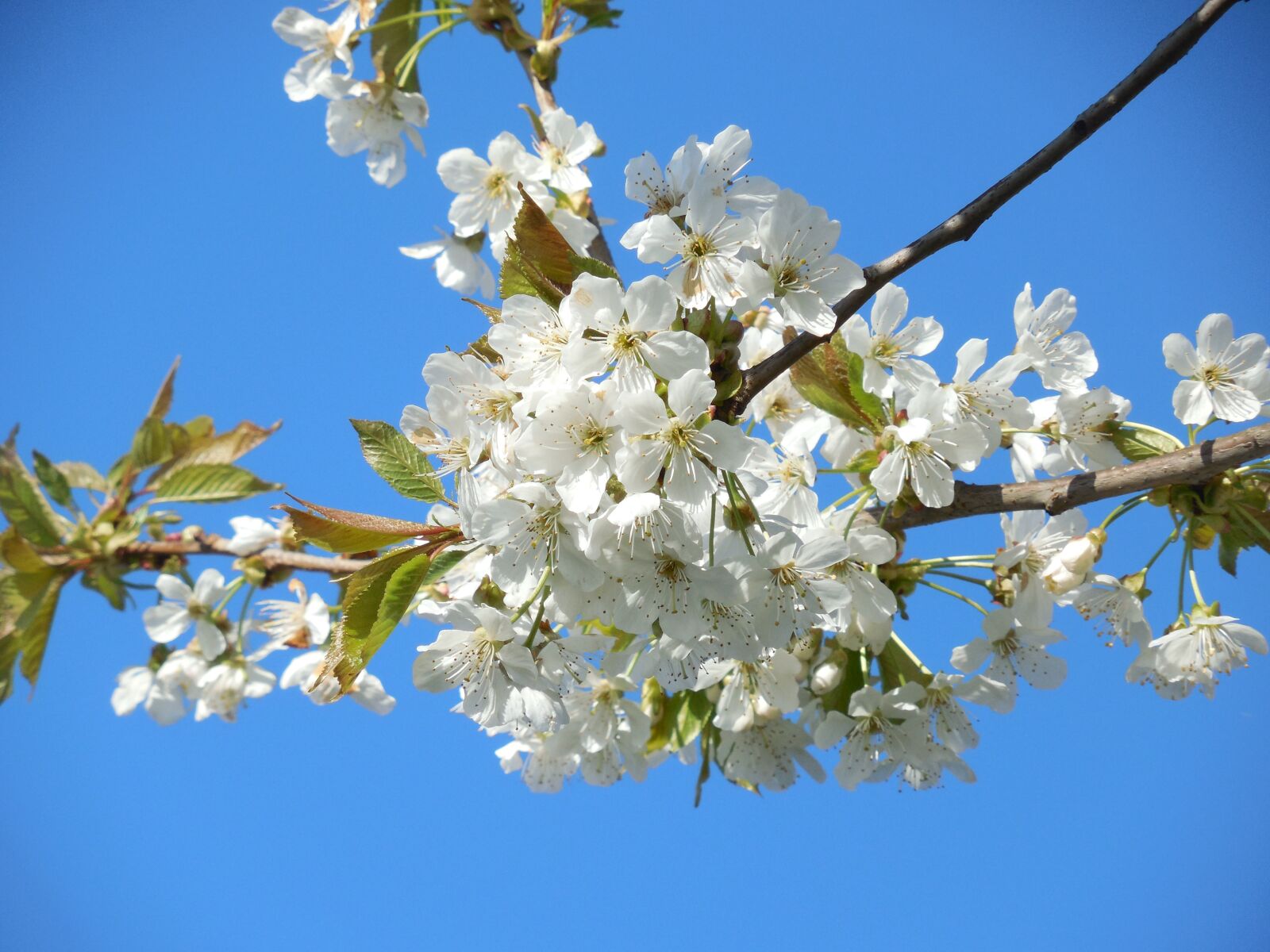Nikon COOLPIX L620 sample photo. Blossoming cherry, white flowers photography