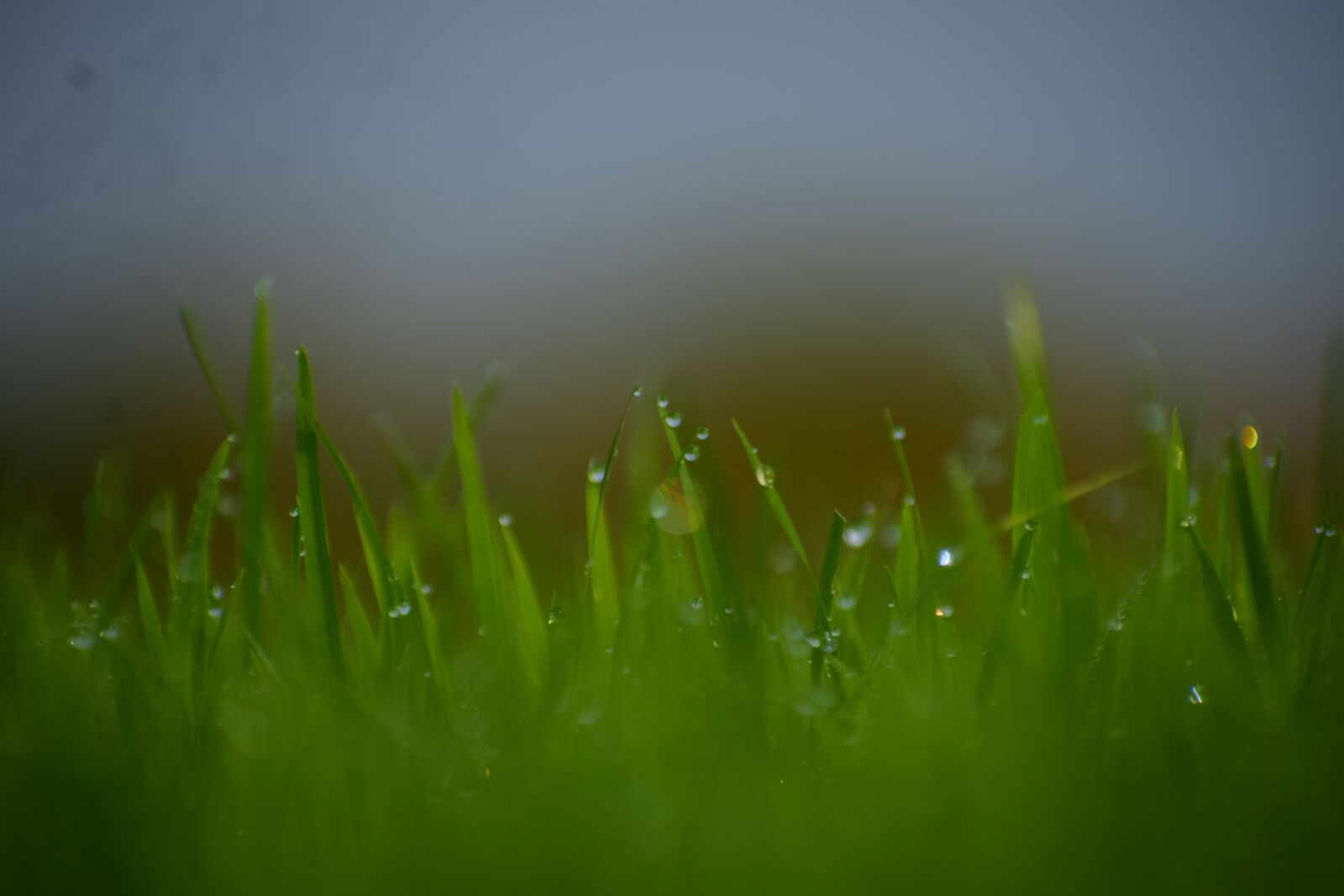 Nikon D5300 sample photo. Grass, paddy, rice photography