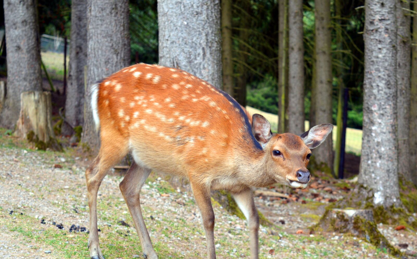 Nikon D3200 sample photo. Roe deer, wild, fallow photography