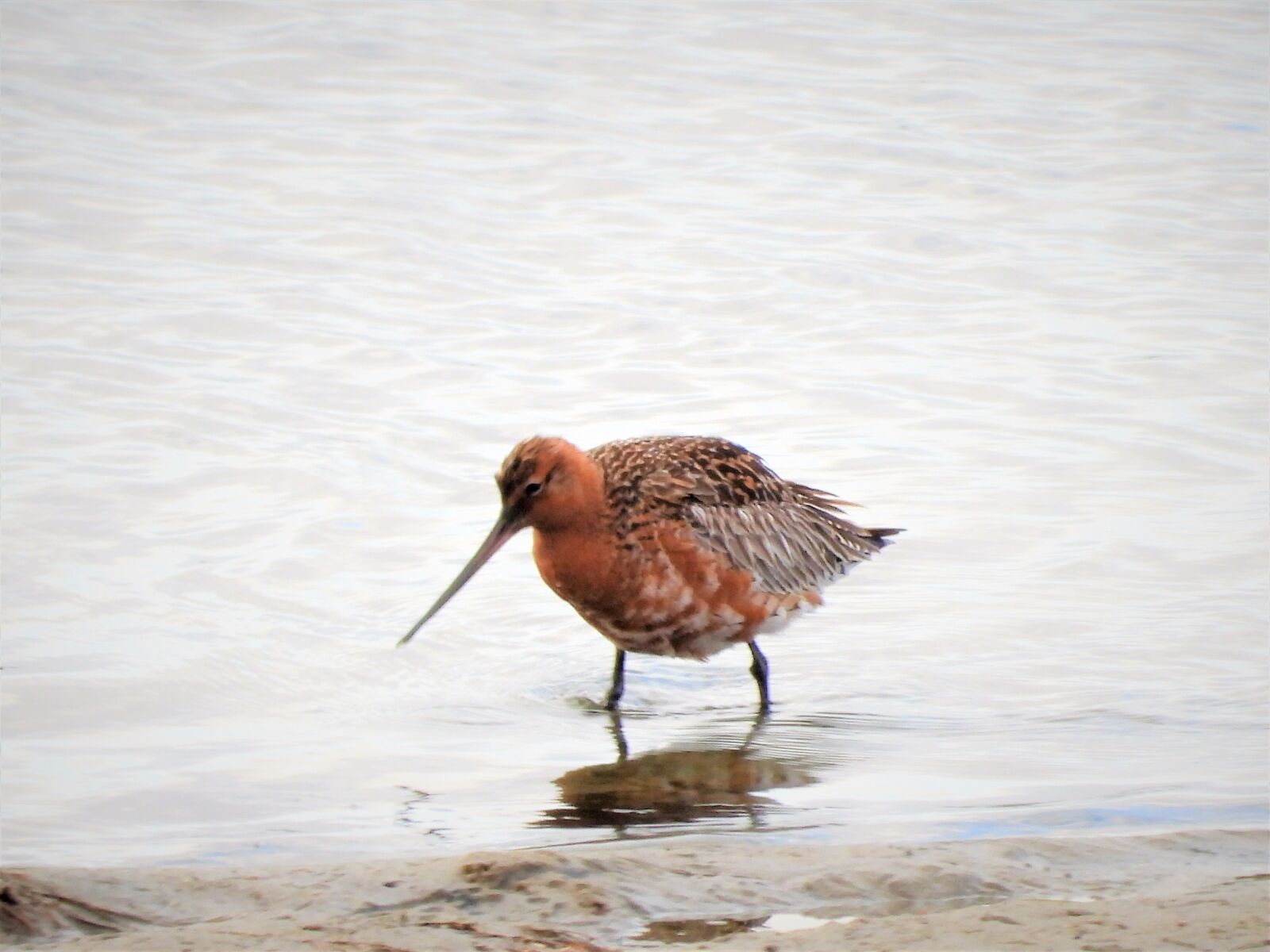 Nikon Coolpix P1000 sample photo. Bar-tailed godwit, bird, black-tailed photography