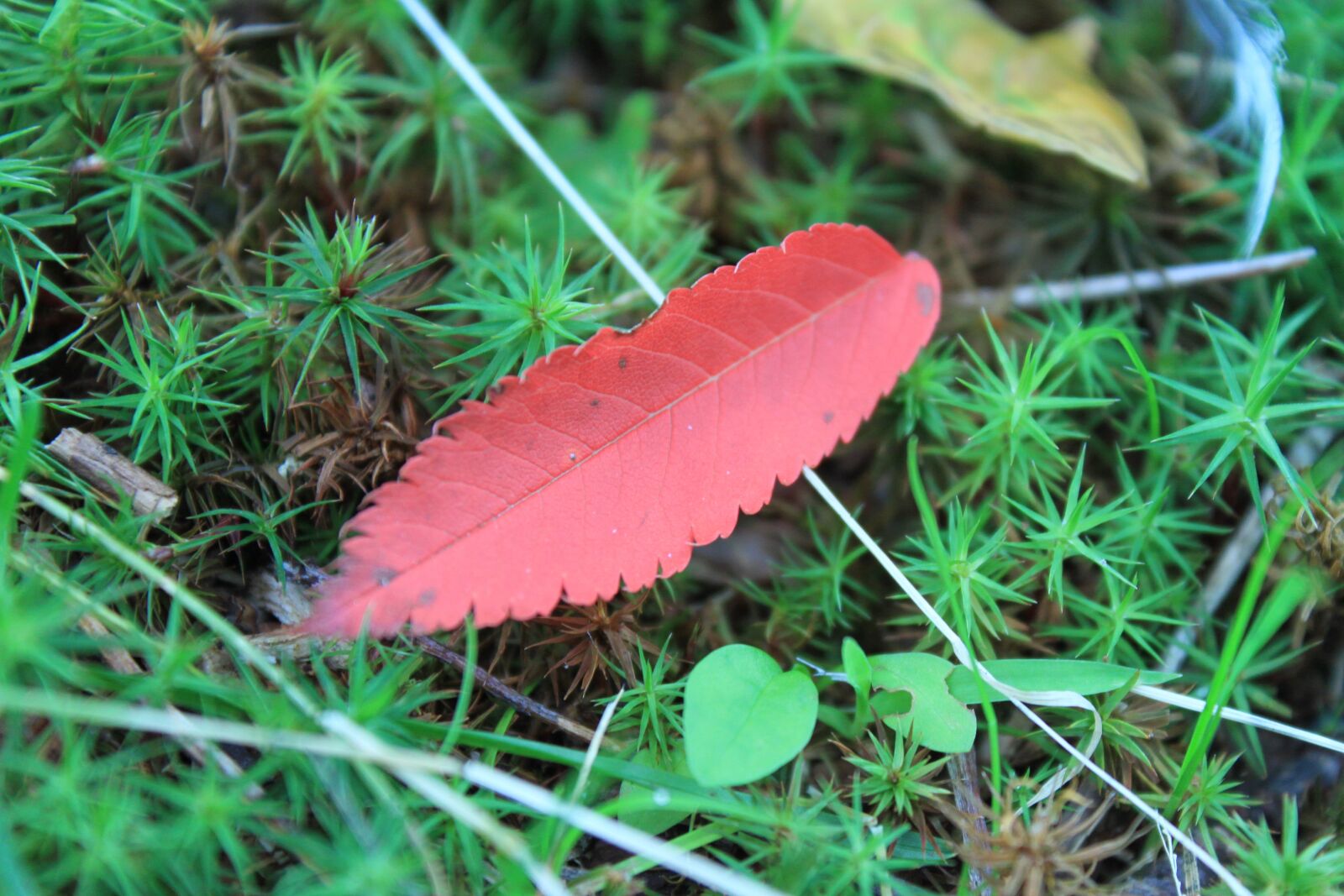 Canon EOS 500D (EOS Rebel T1i / EOS Kiss X3) sample photo. Leaf, plant, close-up photography