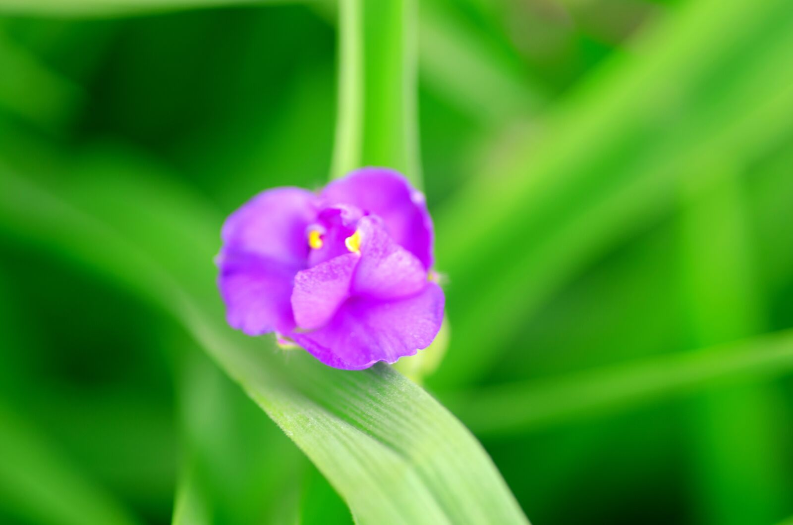 Nikon D7000 sample photo