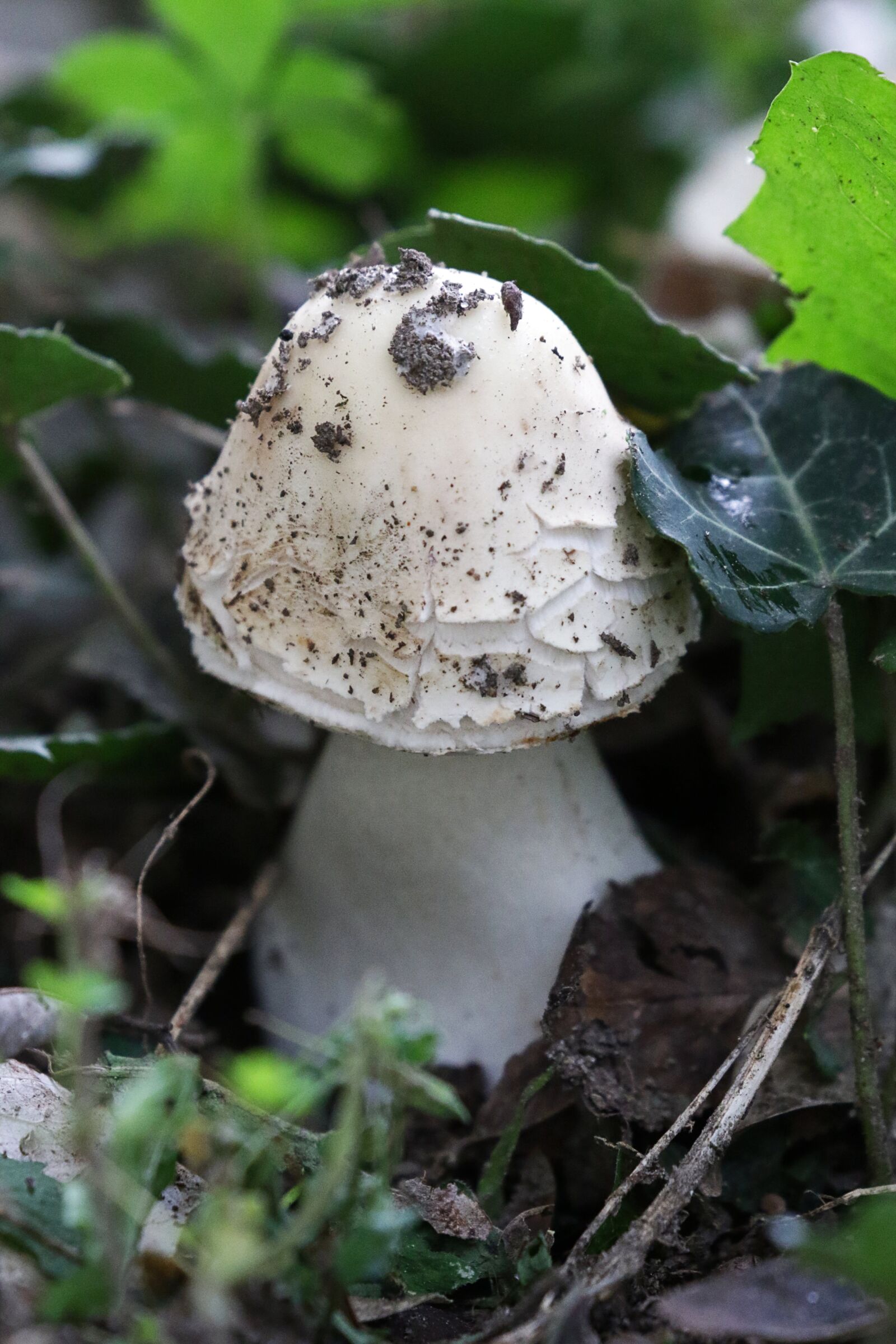 Canon EOS 7D Mark II sample photo. Autumn, humidity, mushrooms photography