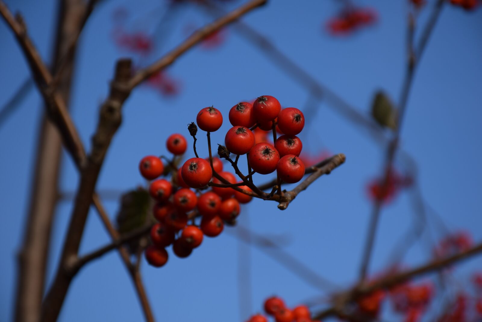Nikon D5300 sample photo. Rowan, blue, sprig photography