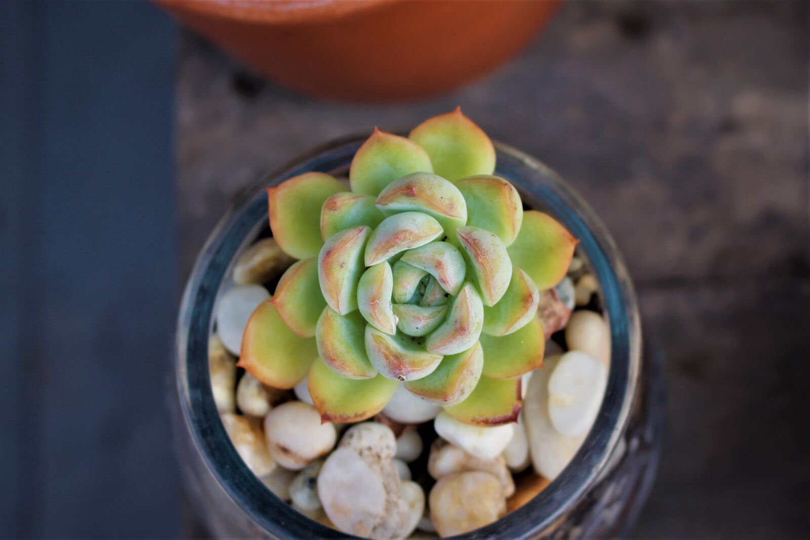 Canon EOS 700D (EOS Rebel T5i / EOS Kiss X7i) sample photo. Succulent, blossom, bloom photography