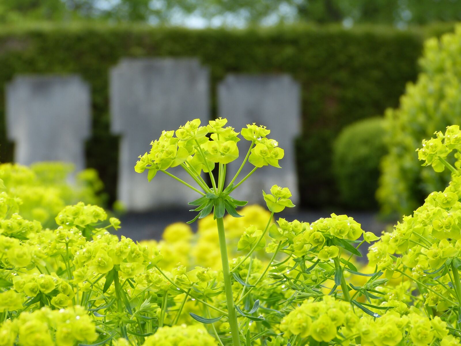 Panasonic Lumix DMC-FZ150 sample photo. Graves, cemetery, flowers photography