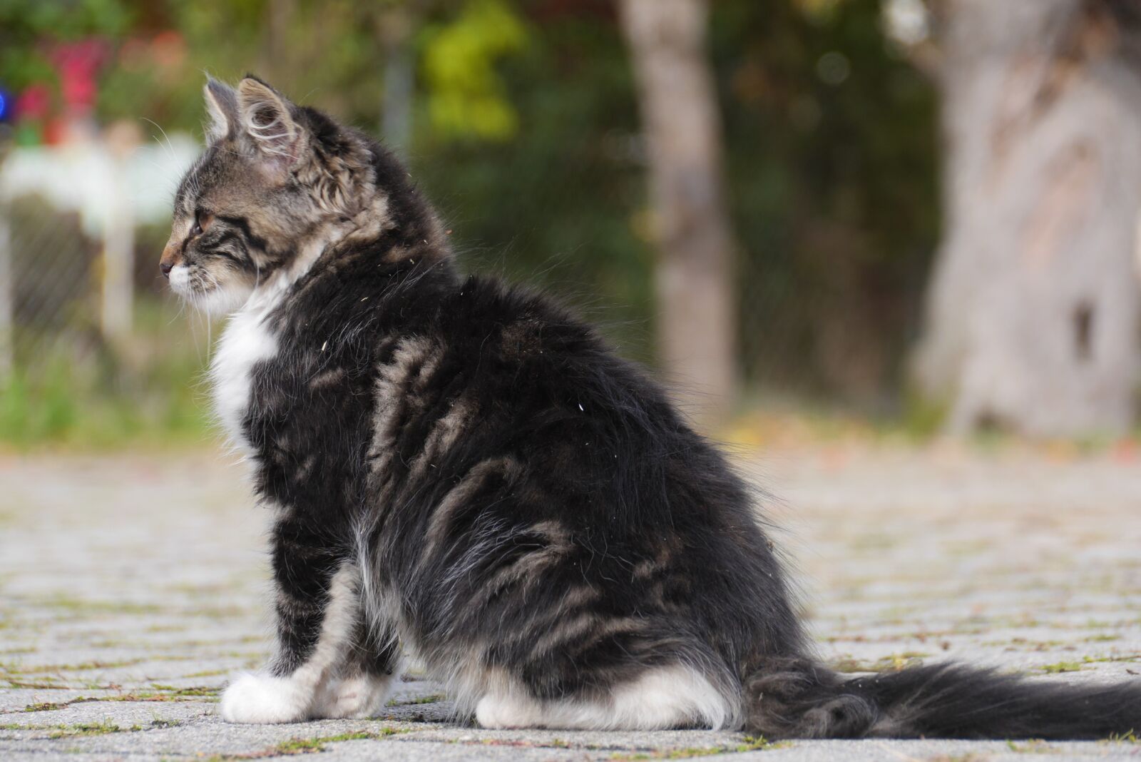 Panasonic Lumix DMC-GH3 sample photo. Cat, animal, cute photography
