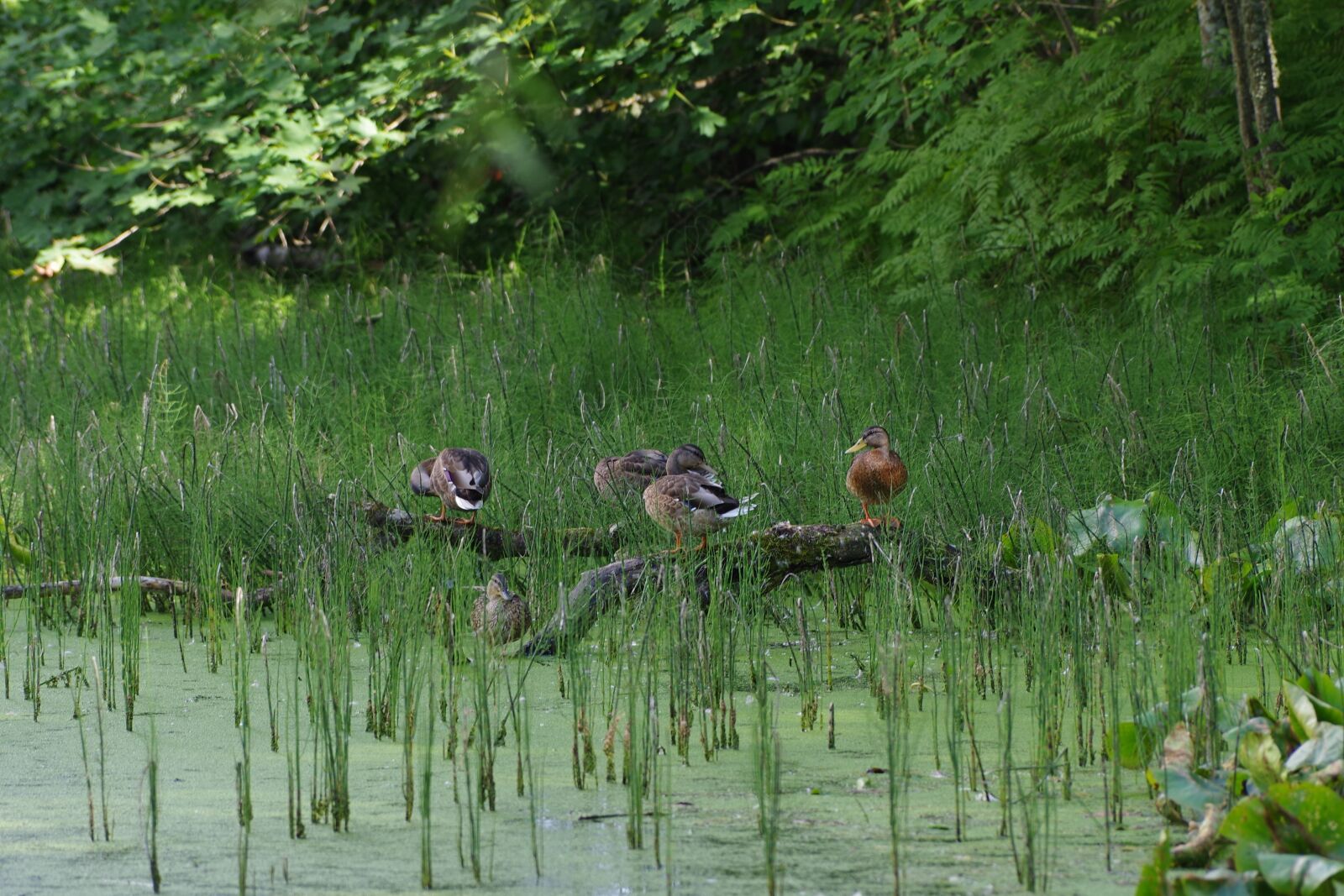 Pentax K-1 sample photo. Anas platyrhynchos, mallard duck photography