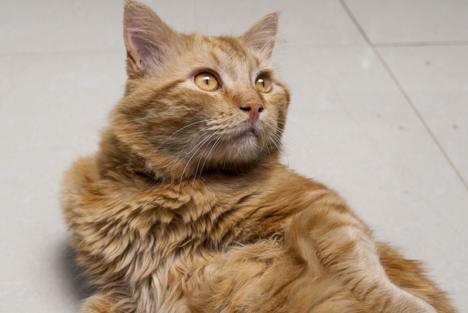 Nikon D60 sample photo. Kitten looking, animalia, cat photography