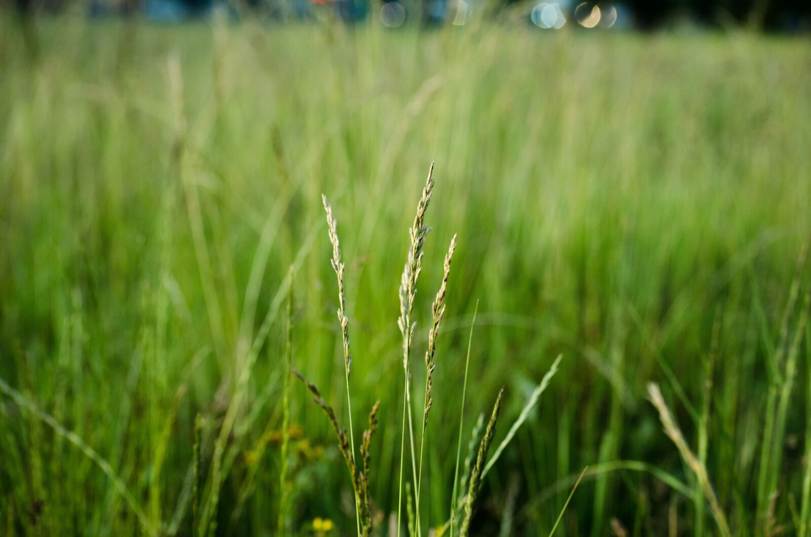 Nikon D5100 sample photo. Macro, nature, field photography