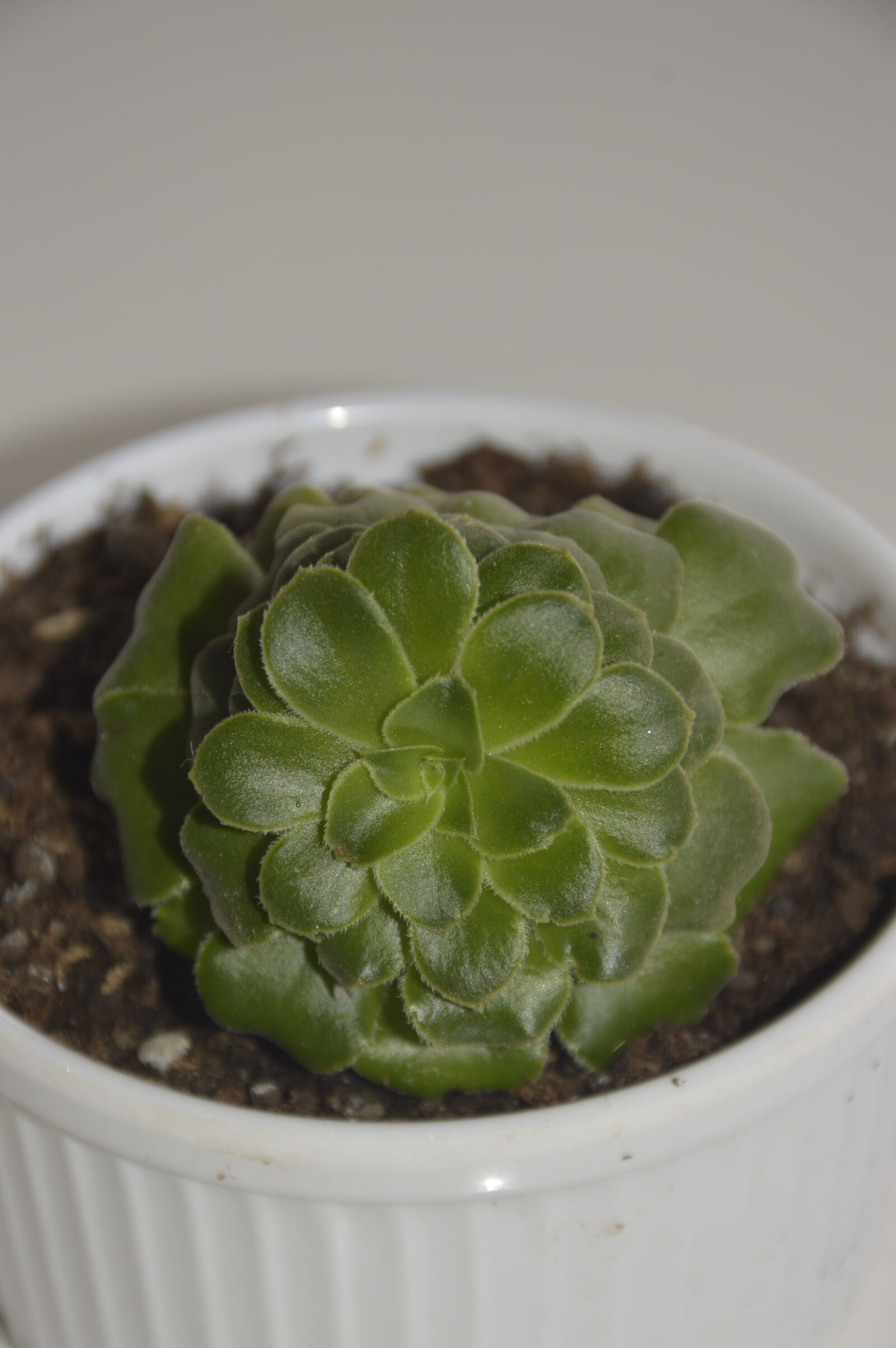 Nikon D3200 sample photo. Suculenta, planta, jardin photography