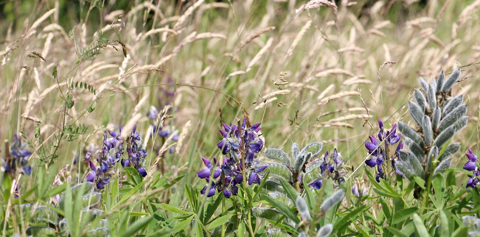 Canon EOS 550D (EOS Rebel T2i / EOS Kiss X4) sample photo. Meadow, wildflowers, lupine photography