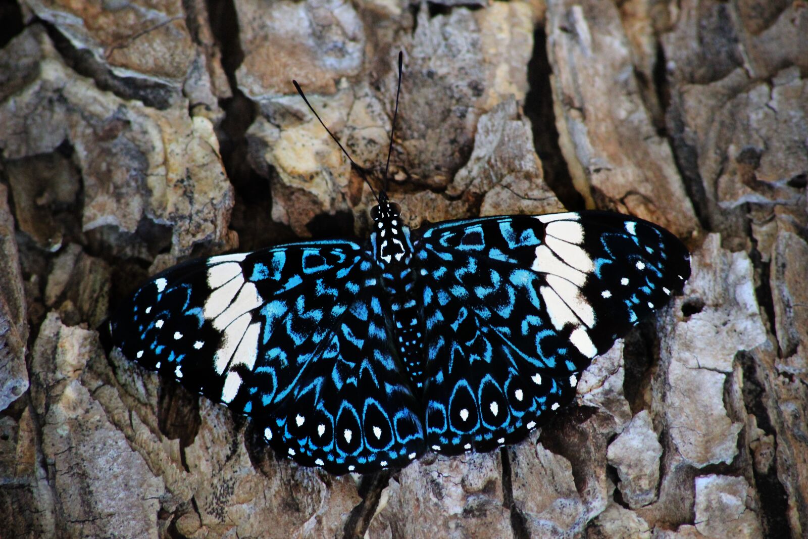 Canon EOS 600D (Rebel EOS T3i / EOS Kiss X5) sample photo. Butterfly, wings, flying photography