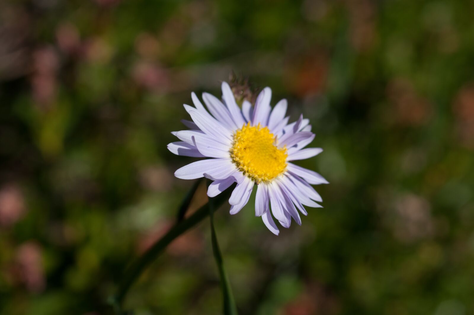 Nikon D90 sample photo. Aster, purple, flower photography