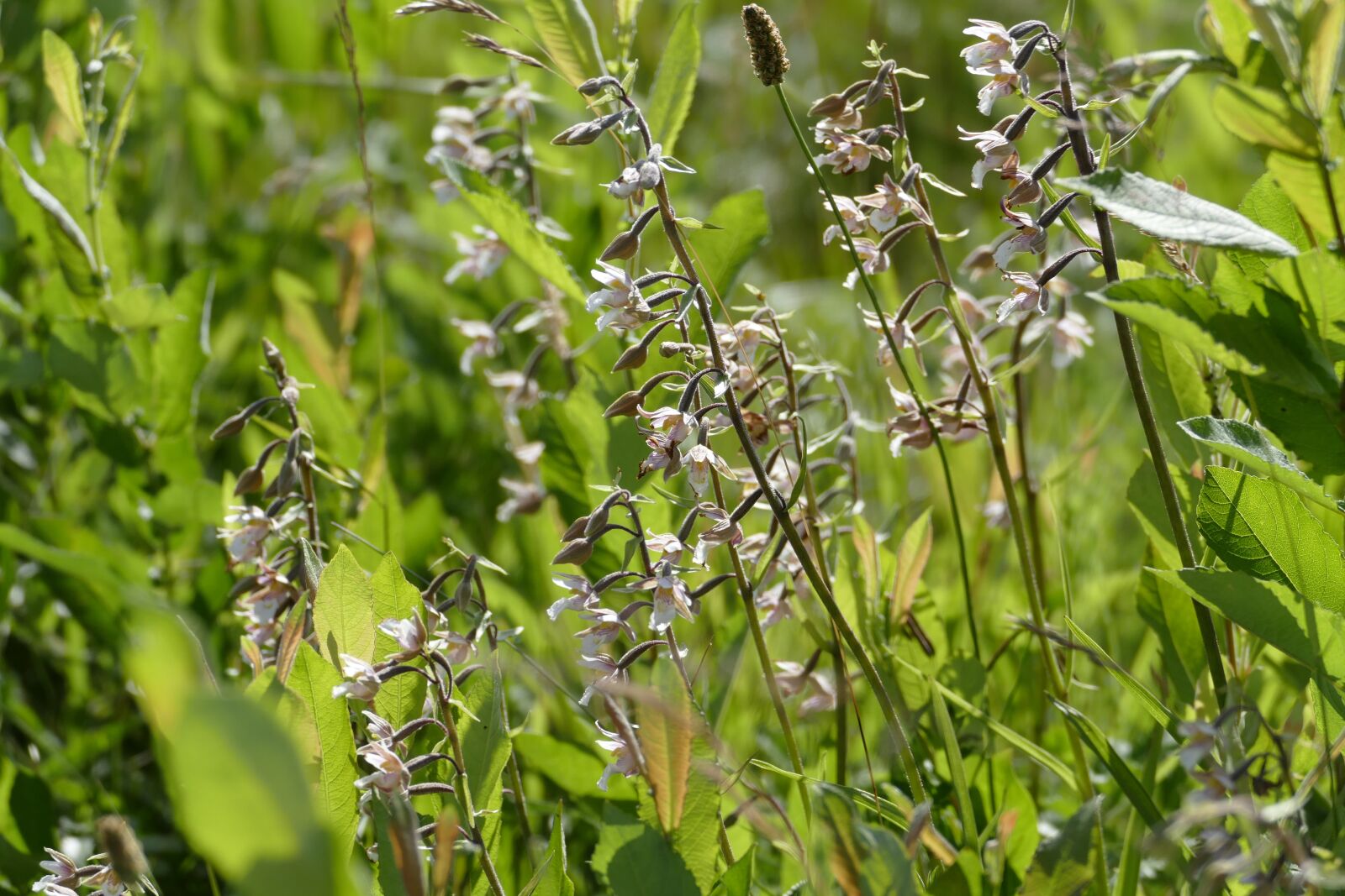 Panasonic Lumix DMC-FZ1000 sample photo. Flowers, wild flowers, orchid photography