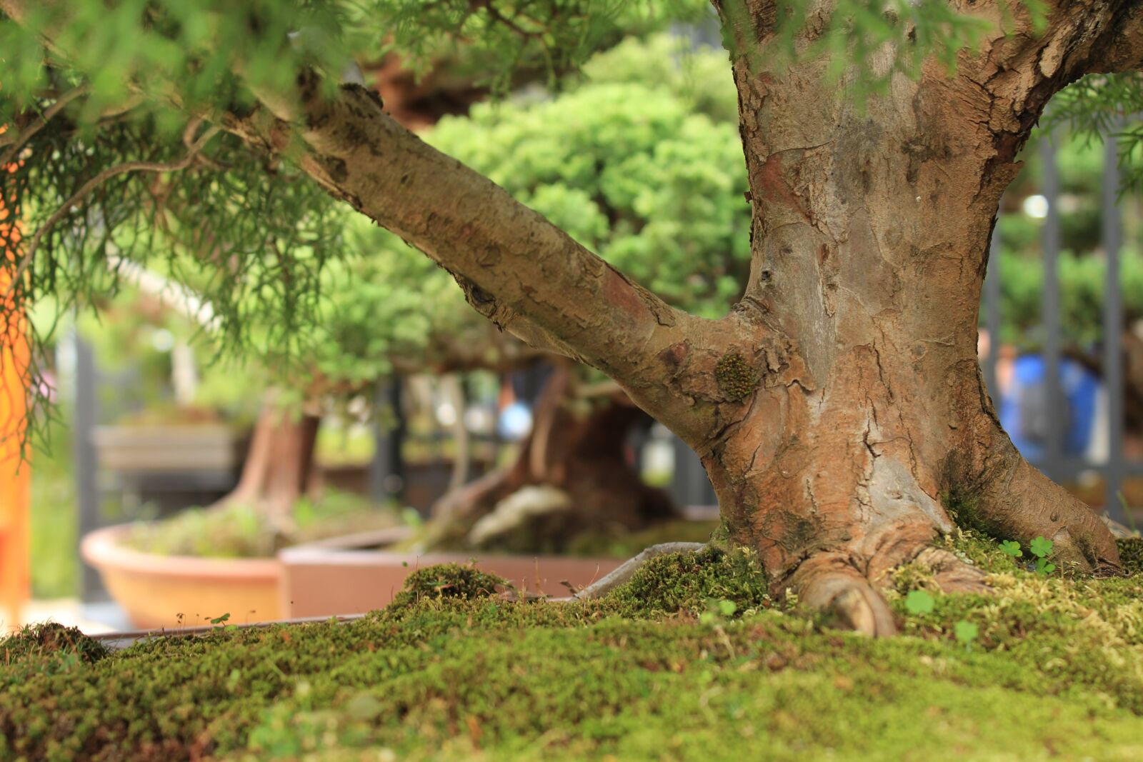 Canon EOS 1200D (EOS Rebel T5 / EOS Kiss X70 / EOS Hi) sample photo. Tree, bonsai, garden photography