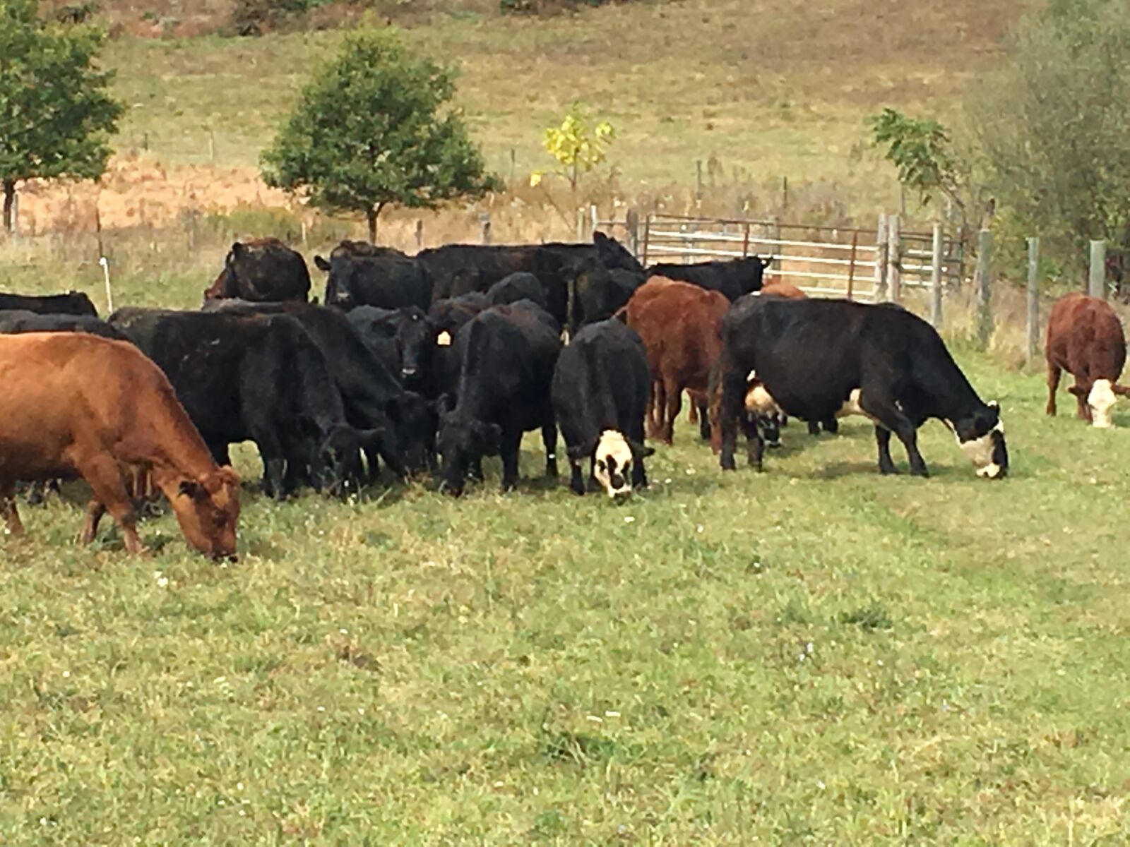 iPhone 6s back camera 4.15mm f/2.2 sample photo. Cattle, cow, farm, farm photography