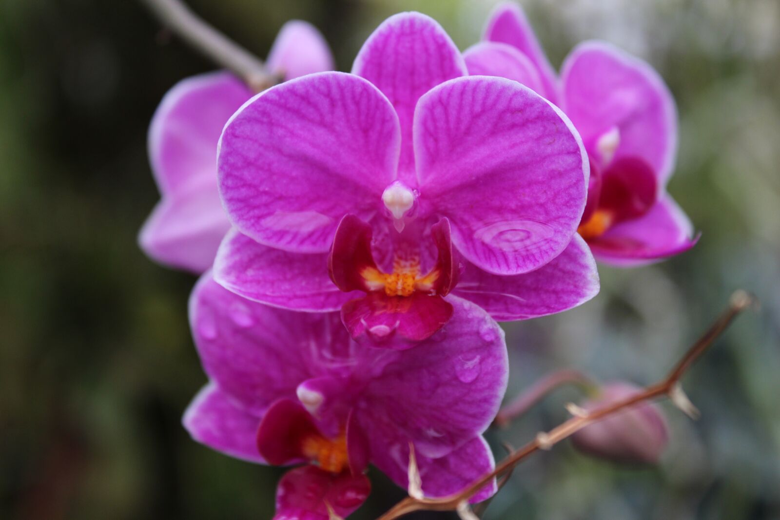 Canon EOS 650D (EOS Rebel T4i / EOS Kiss X6i) sample photo. Plant, nature, flowers photography