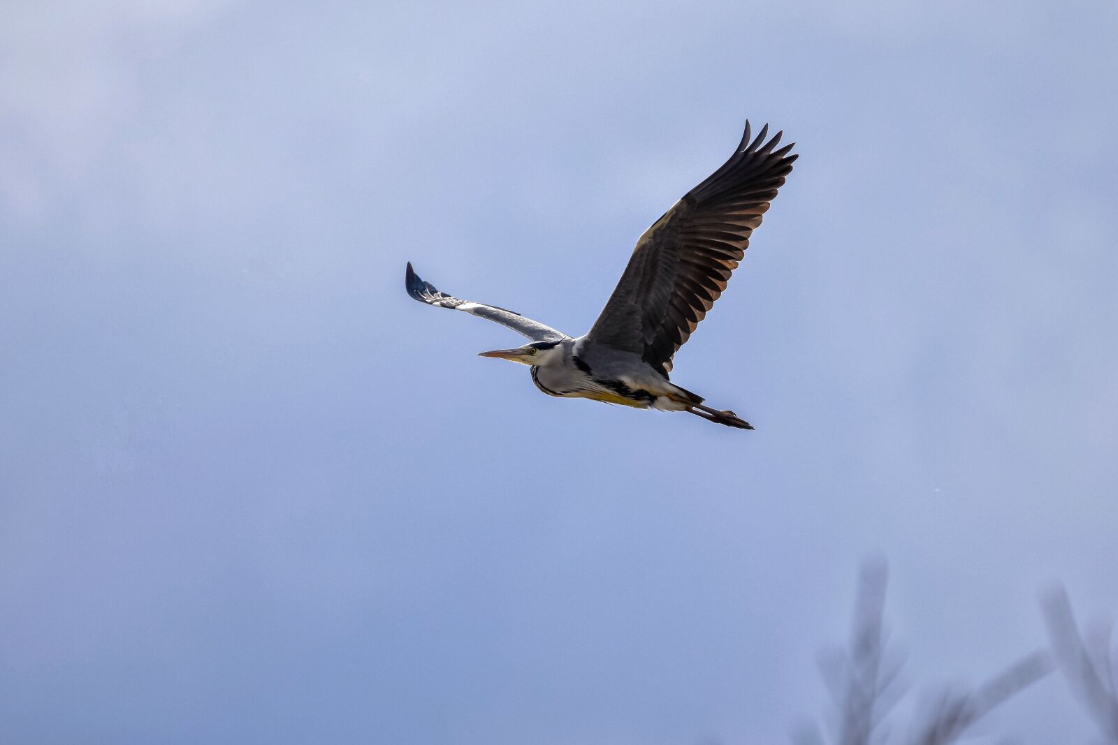 Nikon D7200 sample photo. Animal, sky, bird photography
