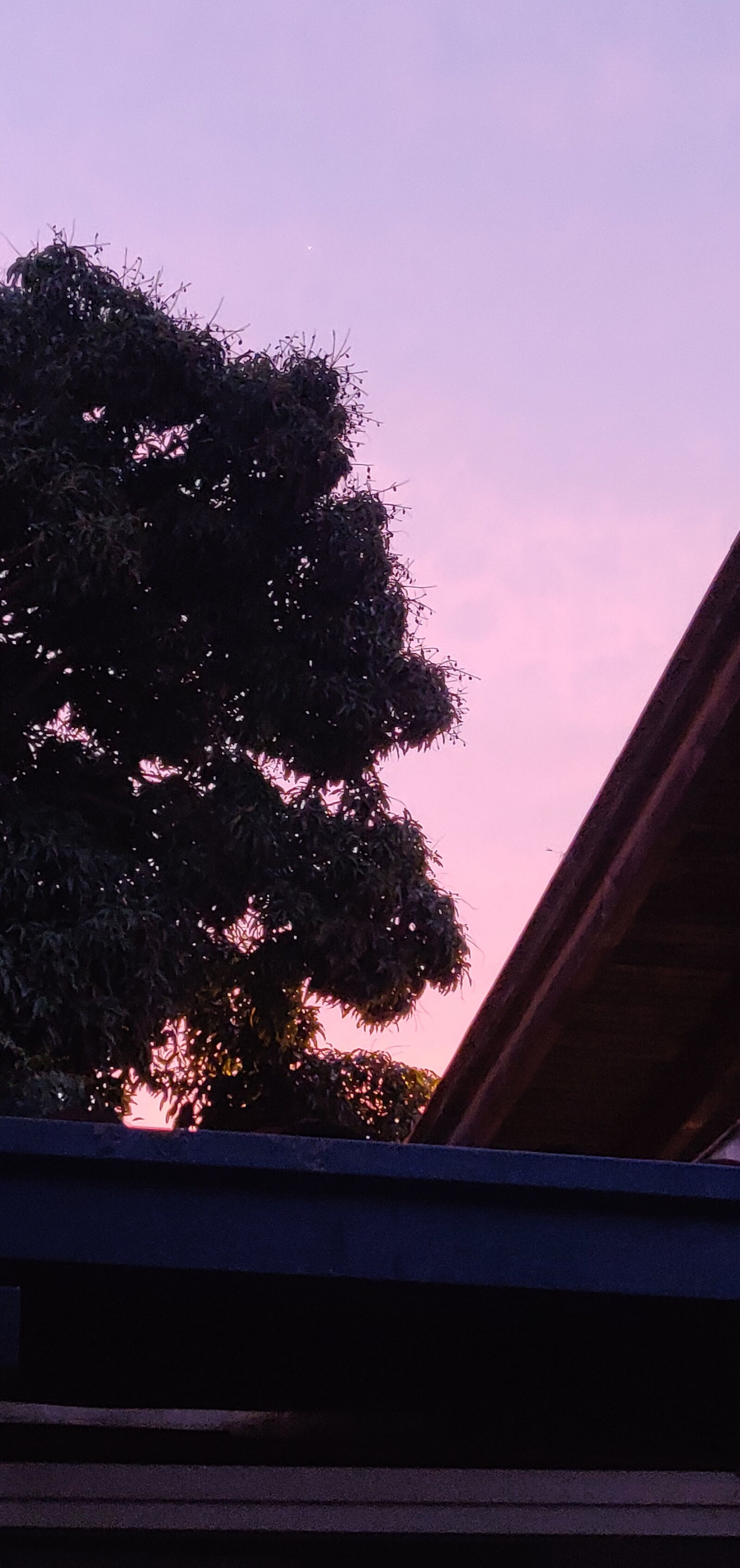OnePlus 6 sample photo. Sunset, tropic, mango photography