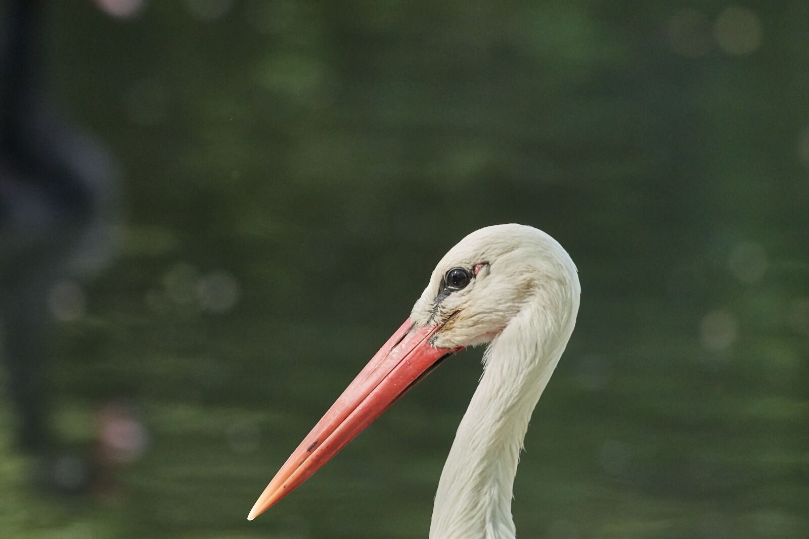 Nikon AF-S Nikkor 200-500mm F5.6E ED VR sample photo. Stork, bird, animal world photography