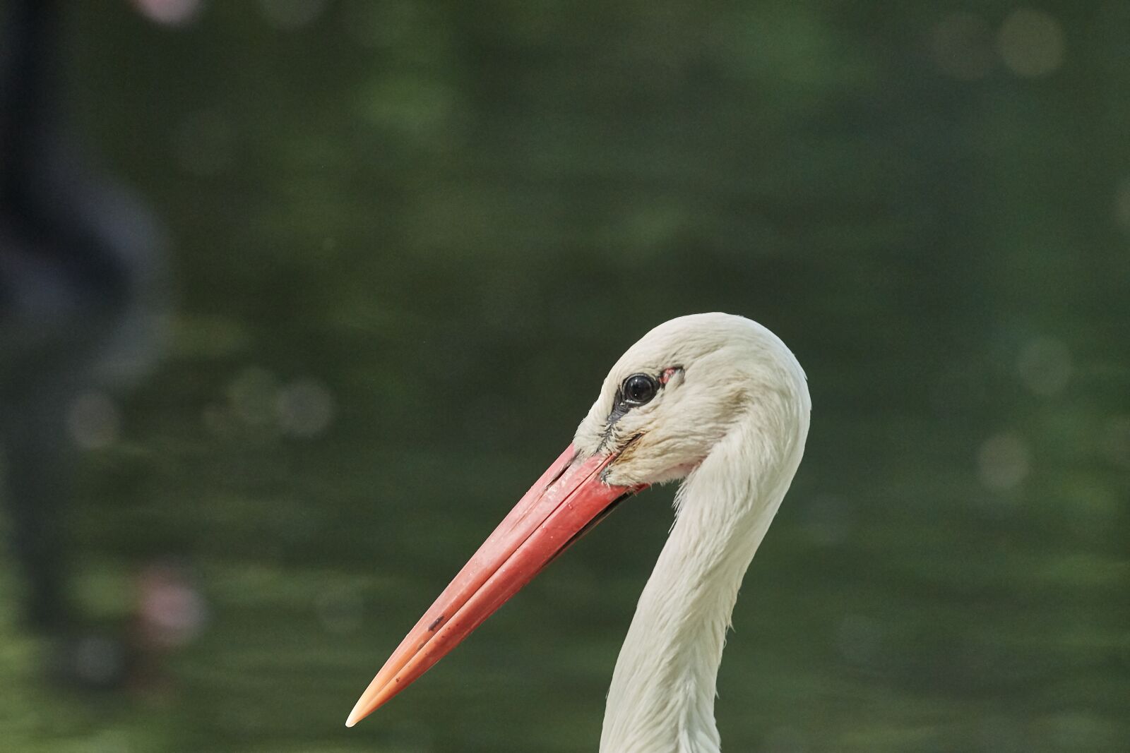 Nikon D500 + Nikon AF-S Nikkor 200-500mm F5.6E ED VR sample photo. Stork, bird, animal world photography