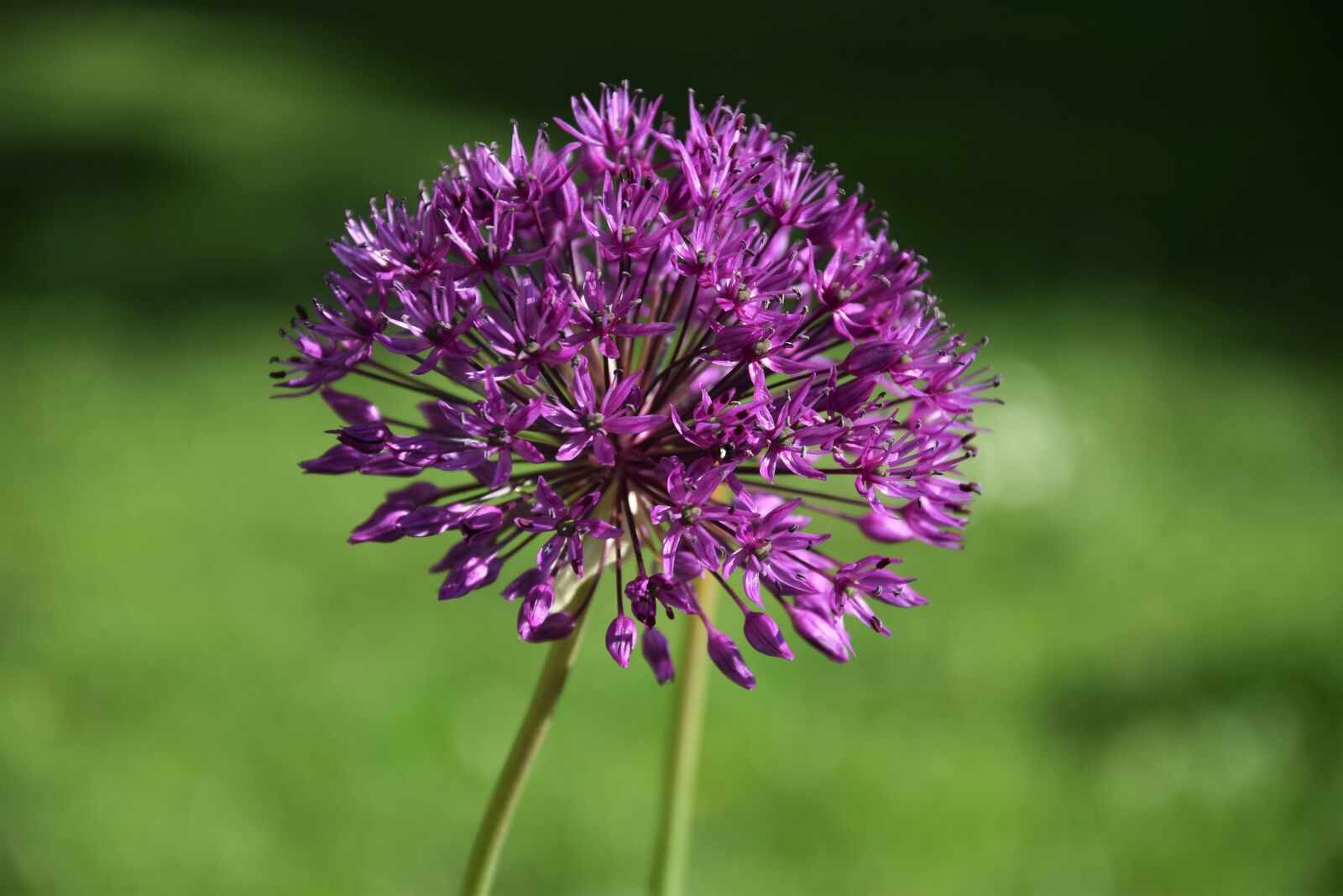 Nikon D5300 sample photo. Spring, flower, nature photography
