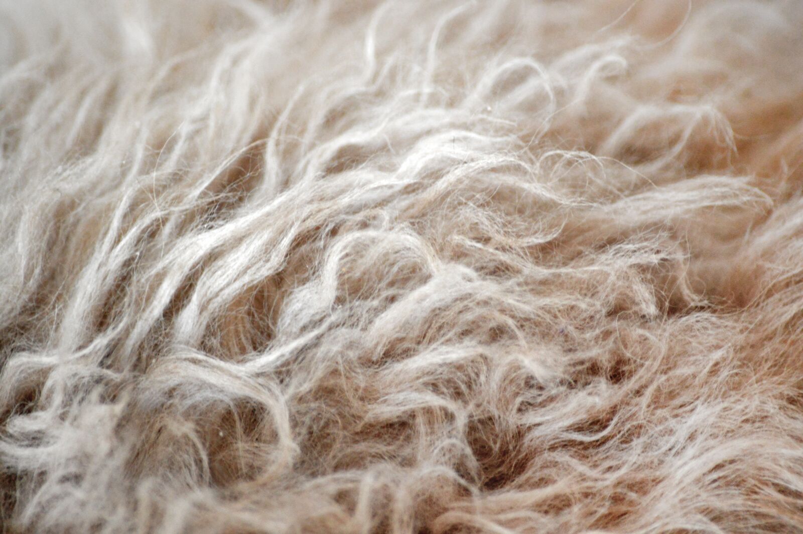 Nikon D3200 sample photo. Cat, fur, selkirk rex photography