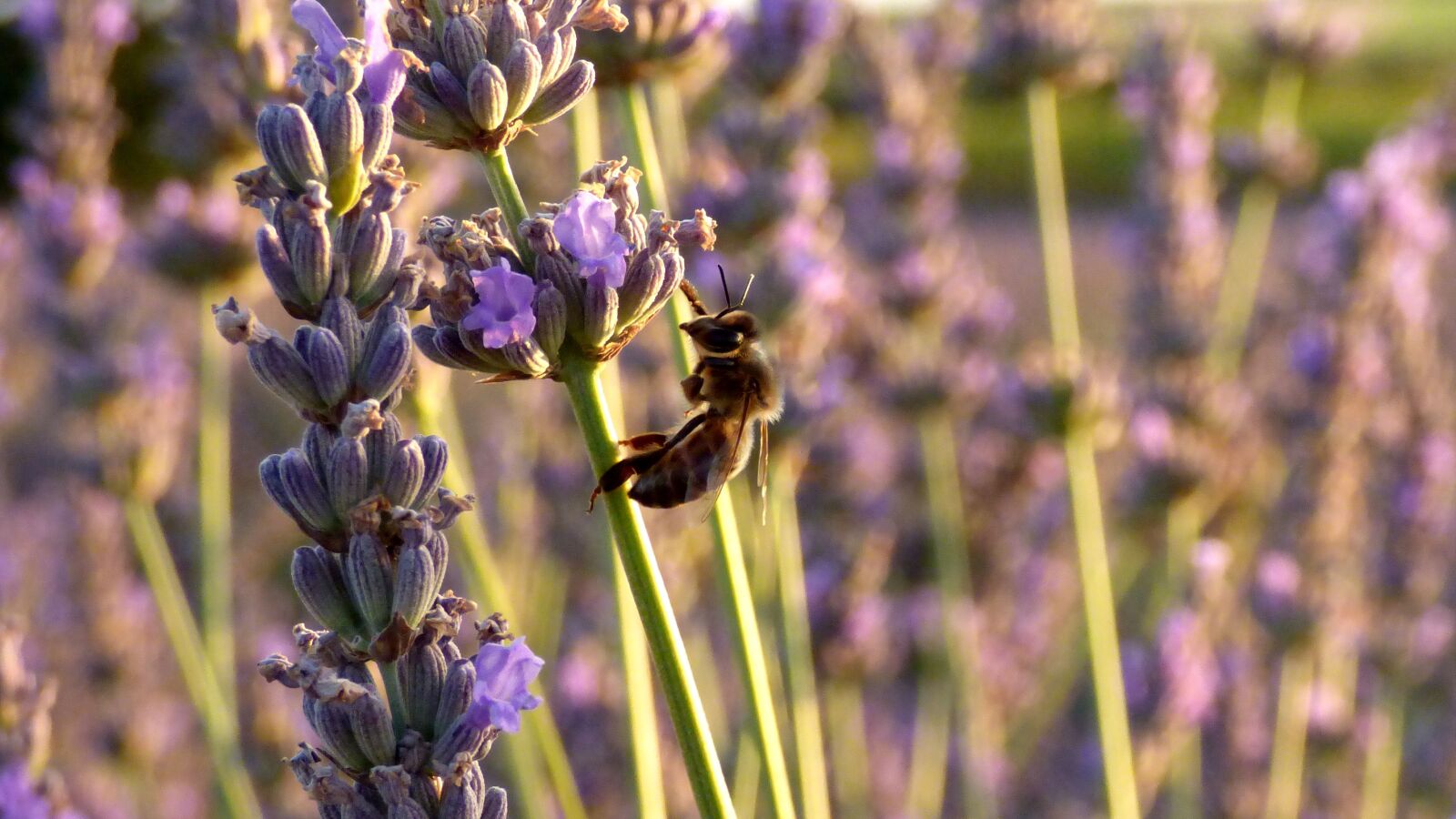 Panasonic DMC-FZ72 sample photo. Lavander, bee, flower photography