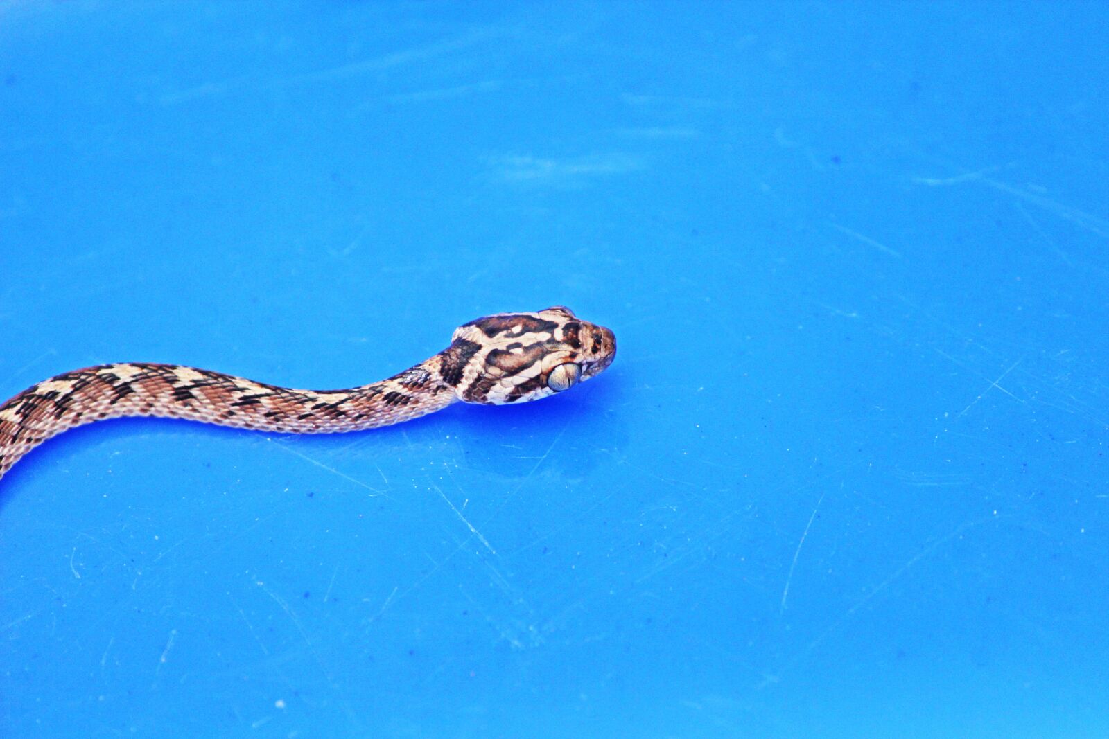 Canon EF-S 55-250mm F4-5.6 IS II sample photo. Snake, cat snake, reptile photography