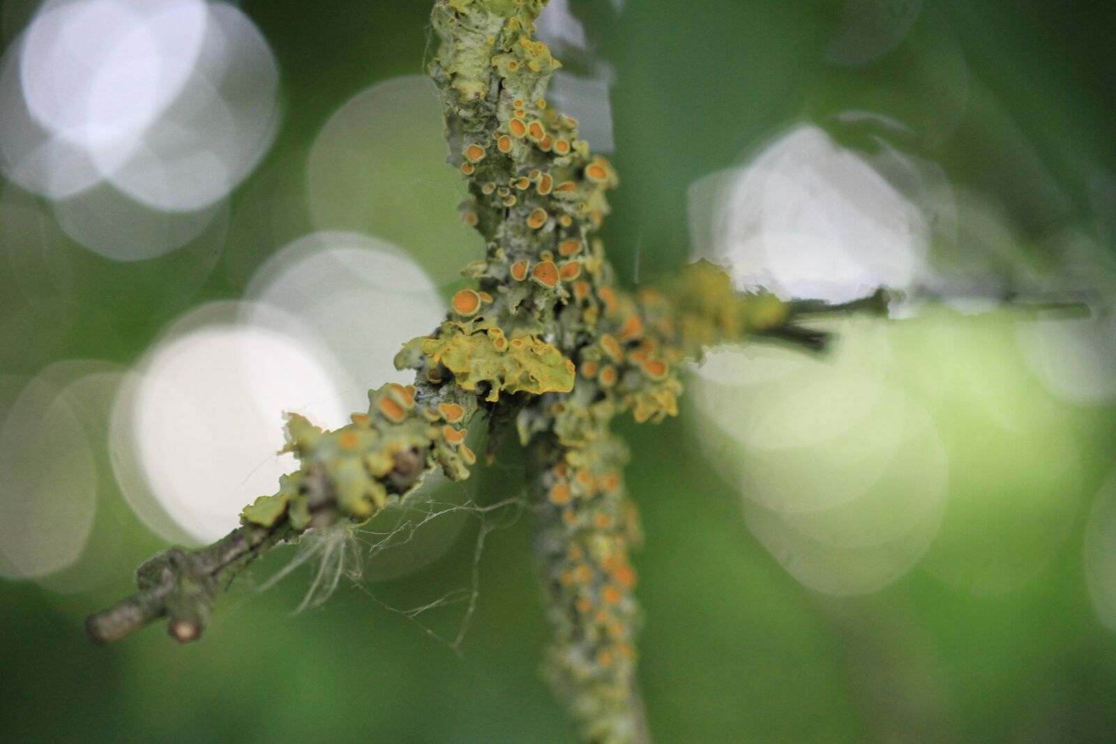 Canon EOS 7D sample photo. Branch, moss, reflection photography