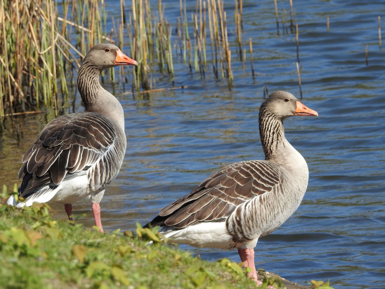 Nikon Coolpix P900 sample photo. Duck, water bird, plumage photography
