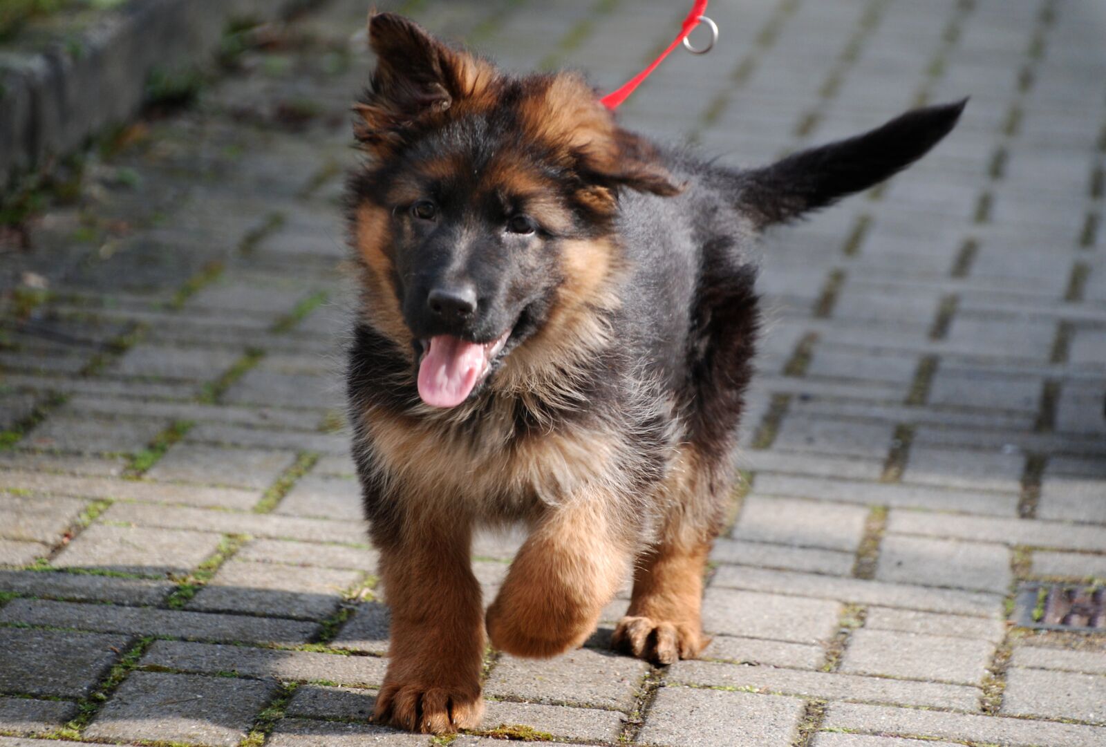 Nikon D80 sample photo. Sch fer dog, puppy photography