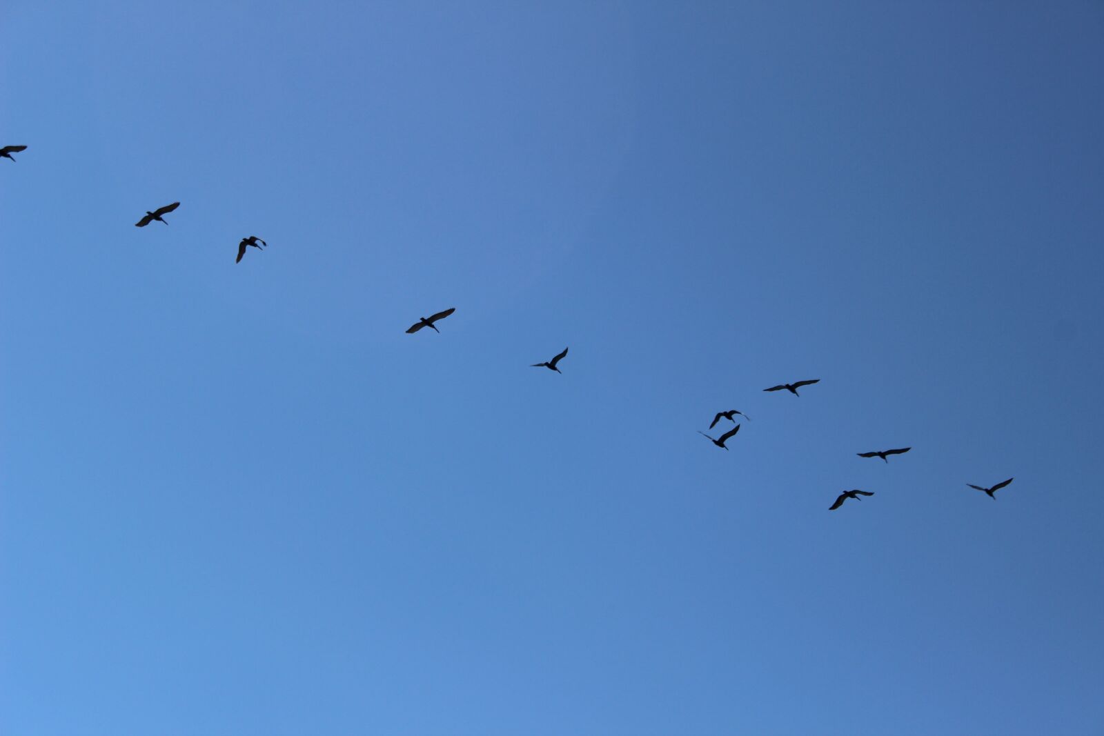 Canon EOS 600D (Rebel EOS T3i / EOS Kiss X5) sample photo. Birds, sky, animals photography