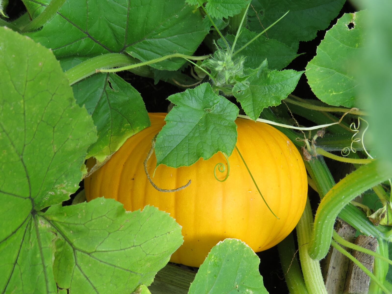 Canon PowerShot SX50 HS sample photo. Pumpkin, autumn, halloween photography