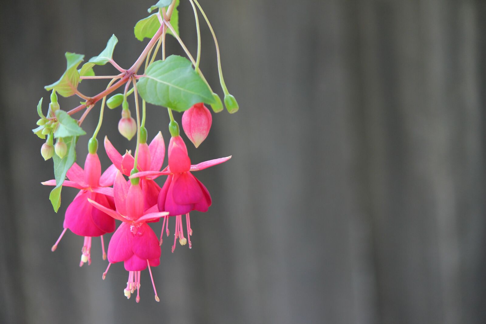 Canon EOS 600D (Rebel EOS T3i / EOS Kiss X5) sample photo. Fuchsia, plant, flowers photography