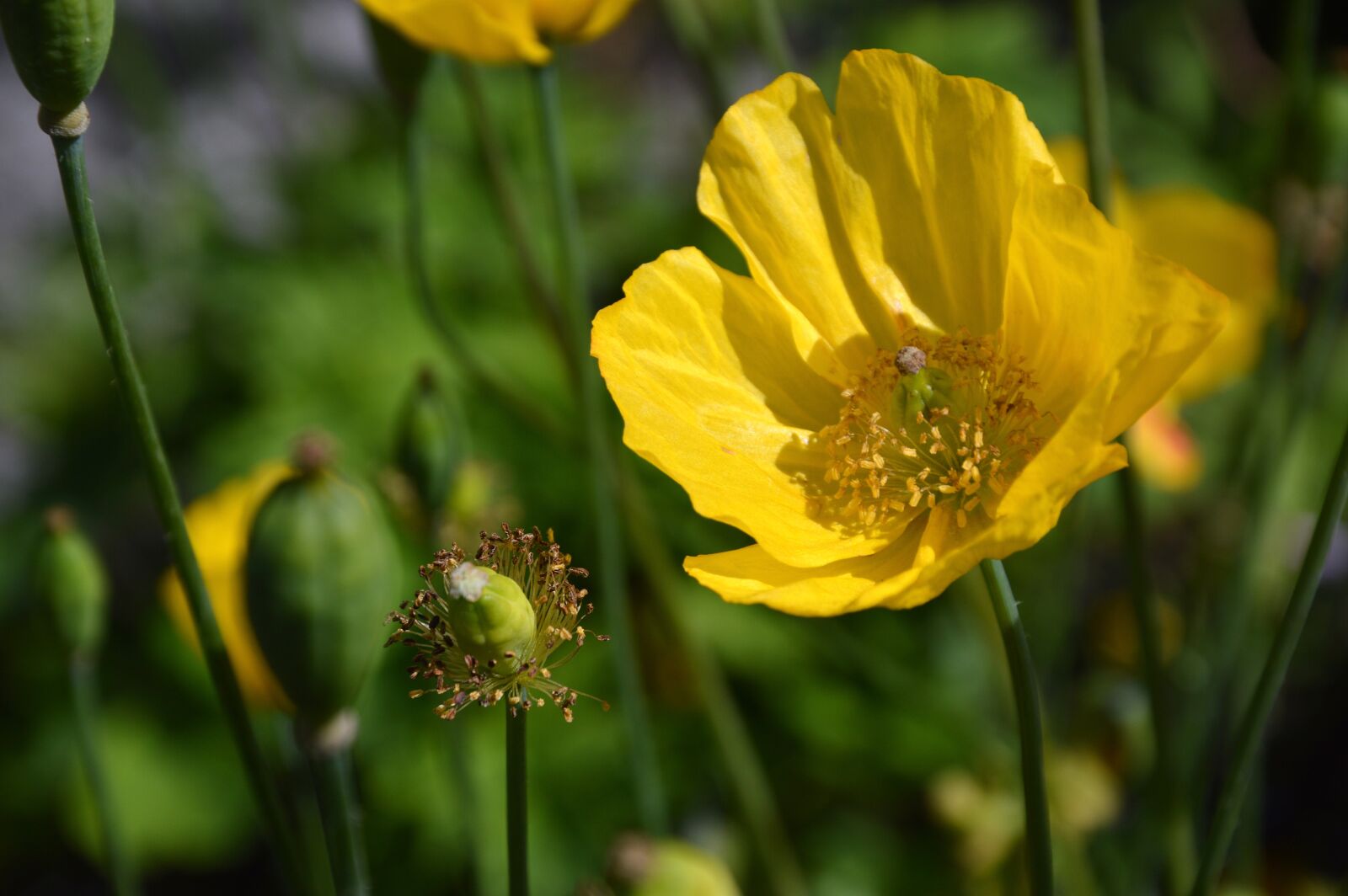 Nikon D3200 sample photo. Flowers, poppy, yellow photography