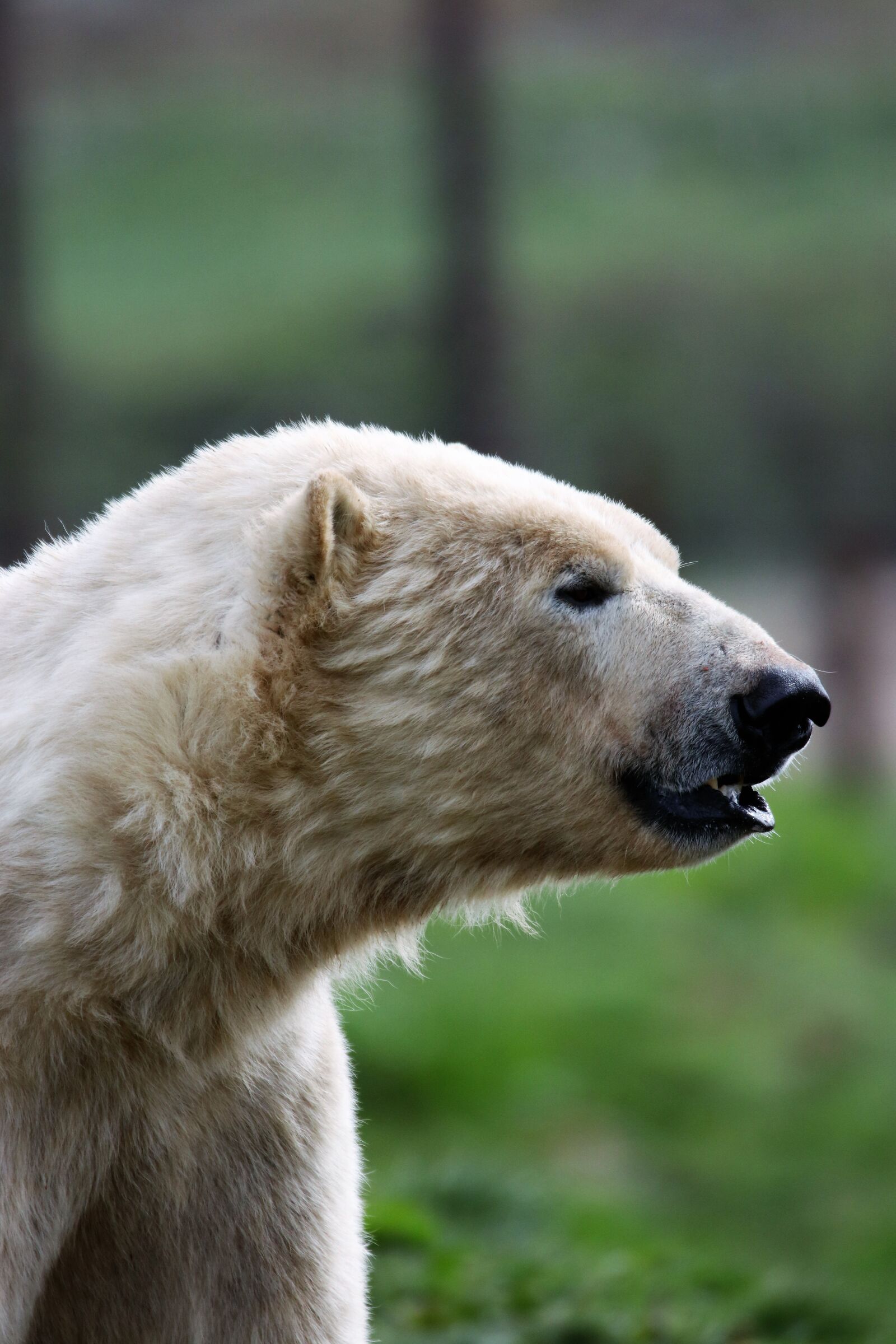 Canon EOS 80D sample photo. Polar bear, white bear photography