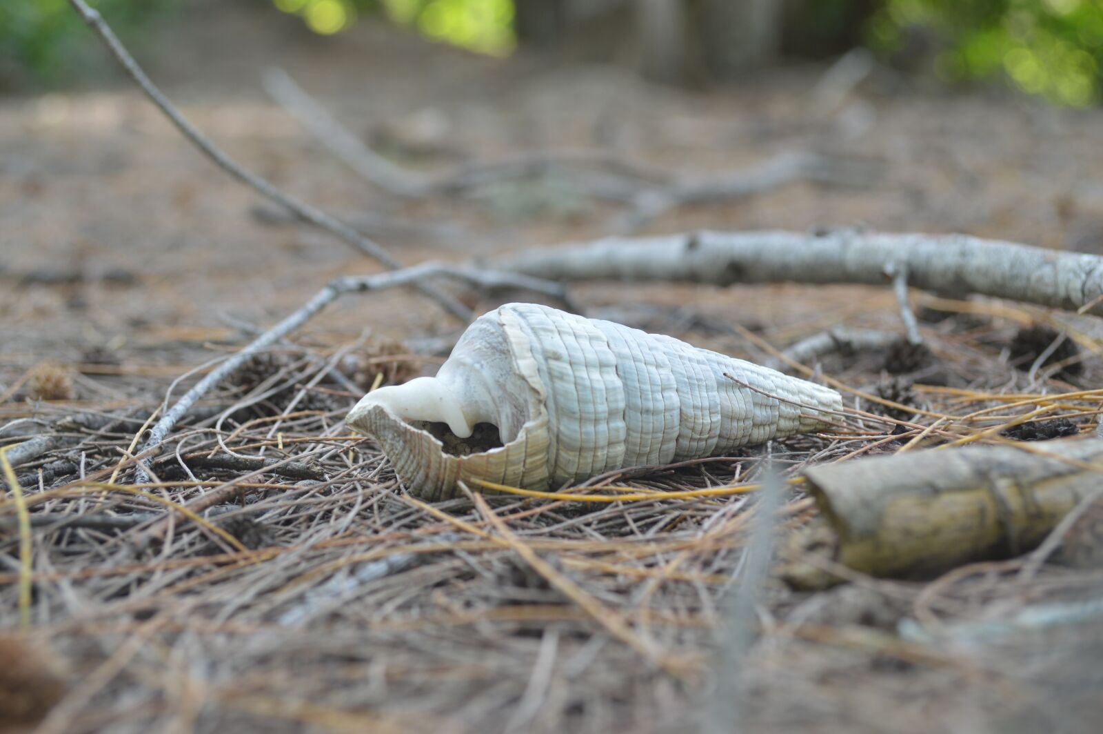 Nikon D3200 sample photo. Shell, snail, white photography