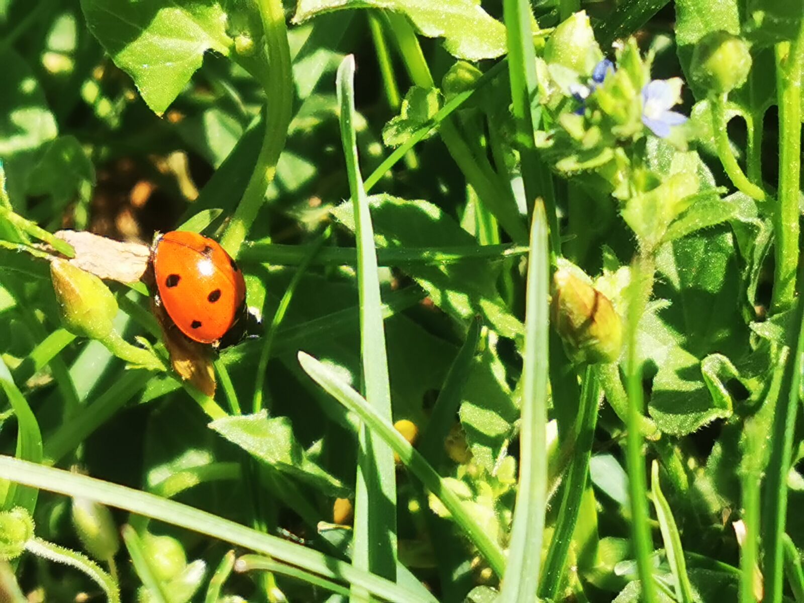 HUAWEI P30 Pro sample photo. Ladybug, summer meadow, insect photography
