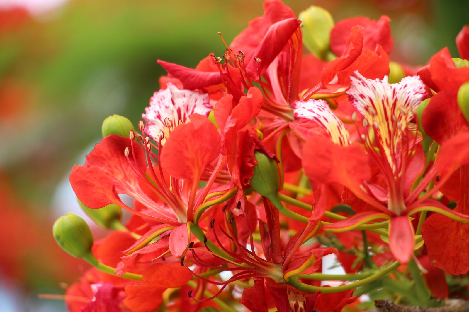 Canon EOS 700D (EOS Rebel T5i / EOS Kiss X7i) sample photo. Reunion island, flamboyant, nature photography