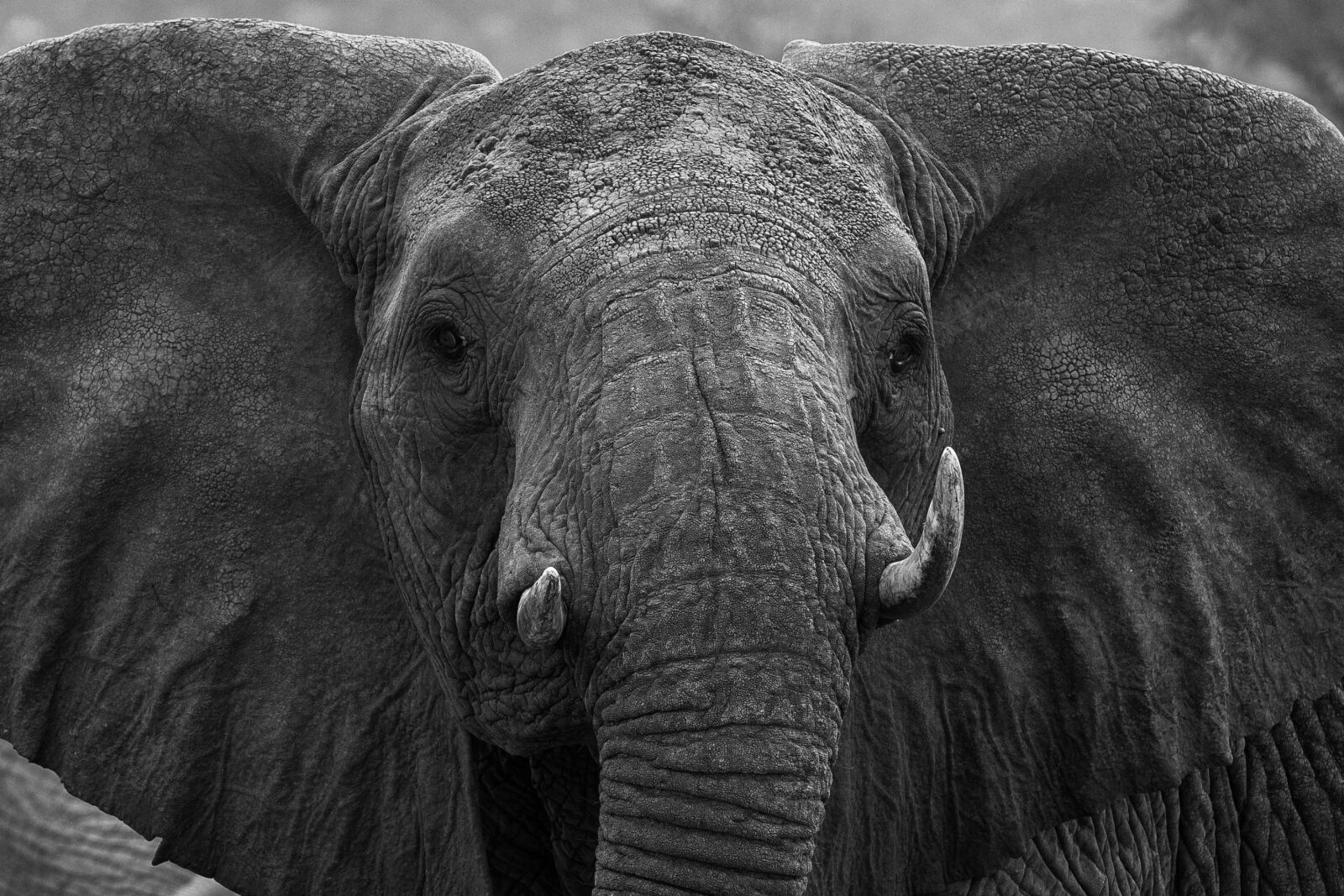 Canon EOS 80D sample photo. Africa, kenya, safari photography