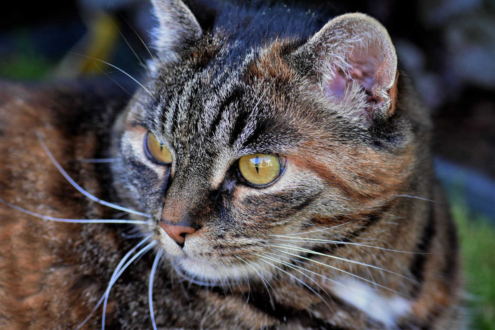 Nikon D5500 sample photo. Cat, animal, white photography